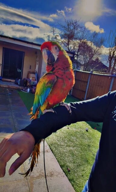 Shamrock Macaw – Rare, Striking & Elite Companion image 3