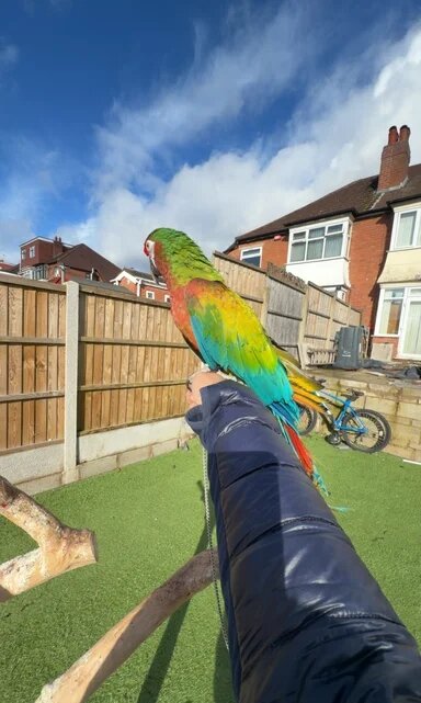 Shamrock Macaw – Rare, Striking & Elite Companion image 1