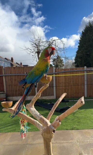 Shamrock Macaw – Rare, Striking & Elite Companion image 2
