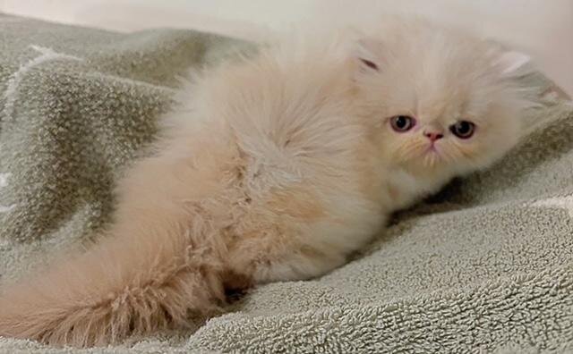 Persian Female Kitten image 1