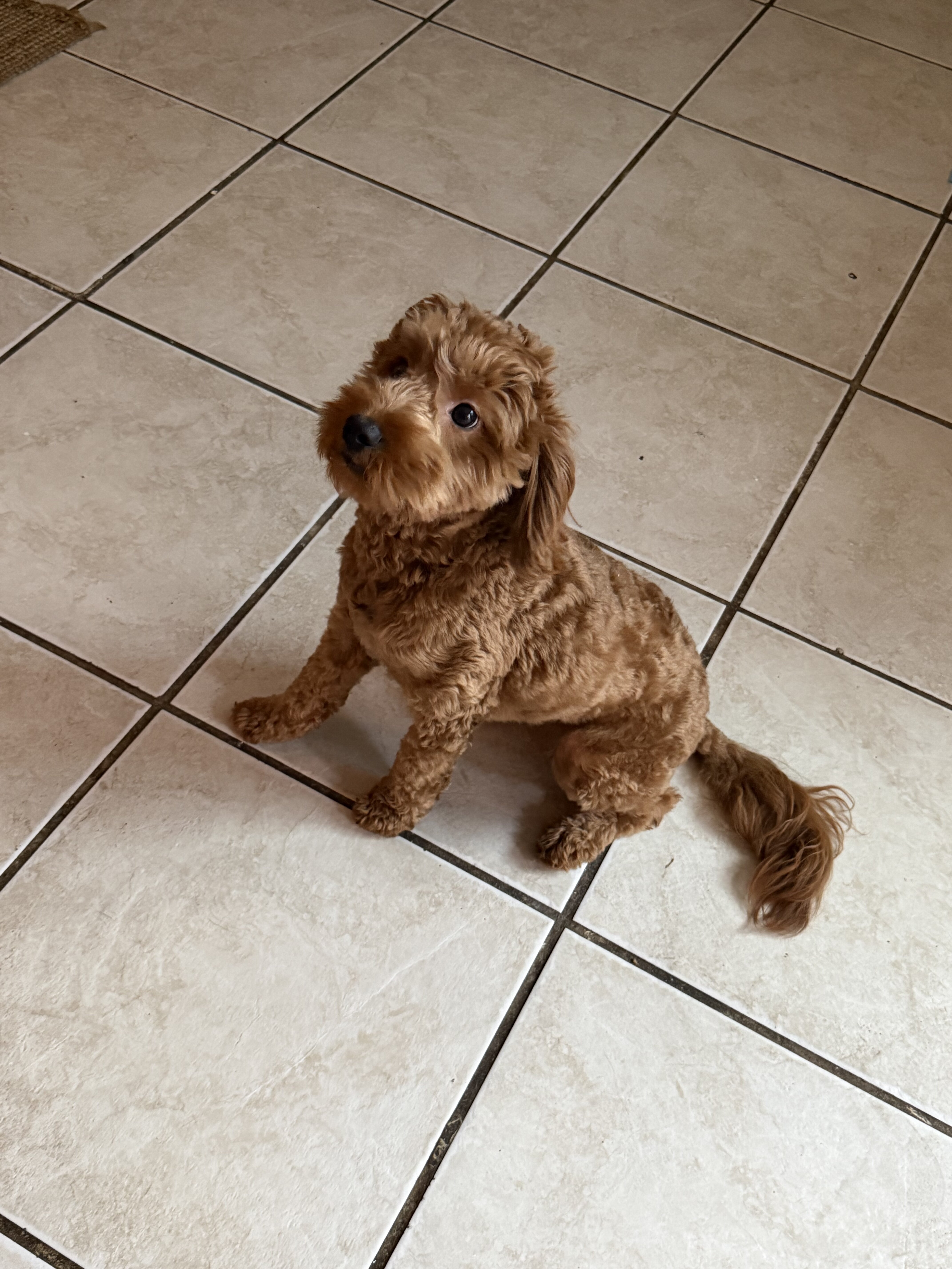 Mini Golden Doodle image 1