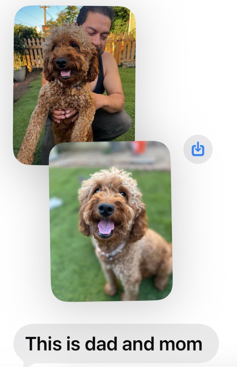 Mini Golden Doodle image 2