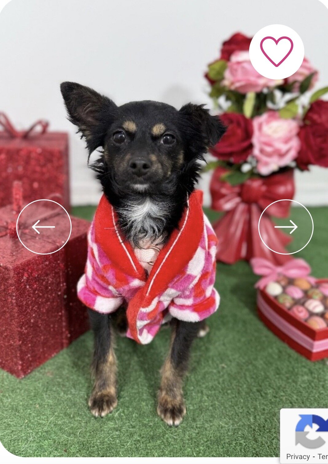 Chihuahua available image 1