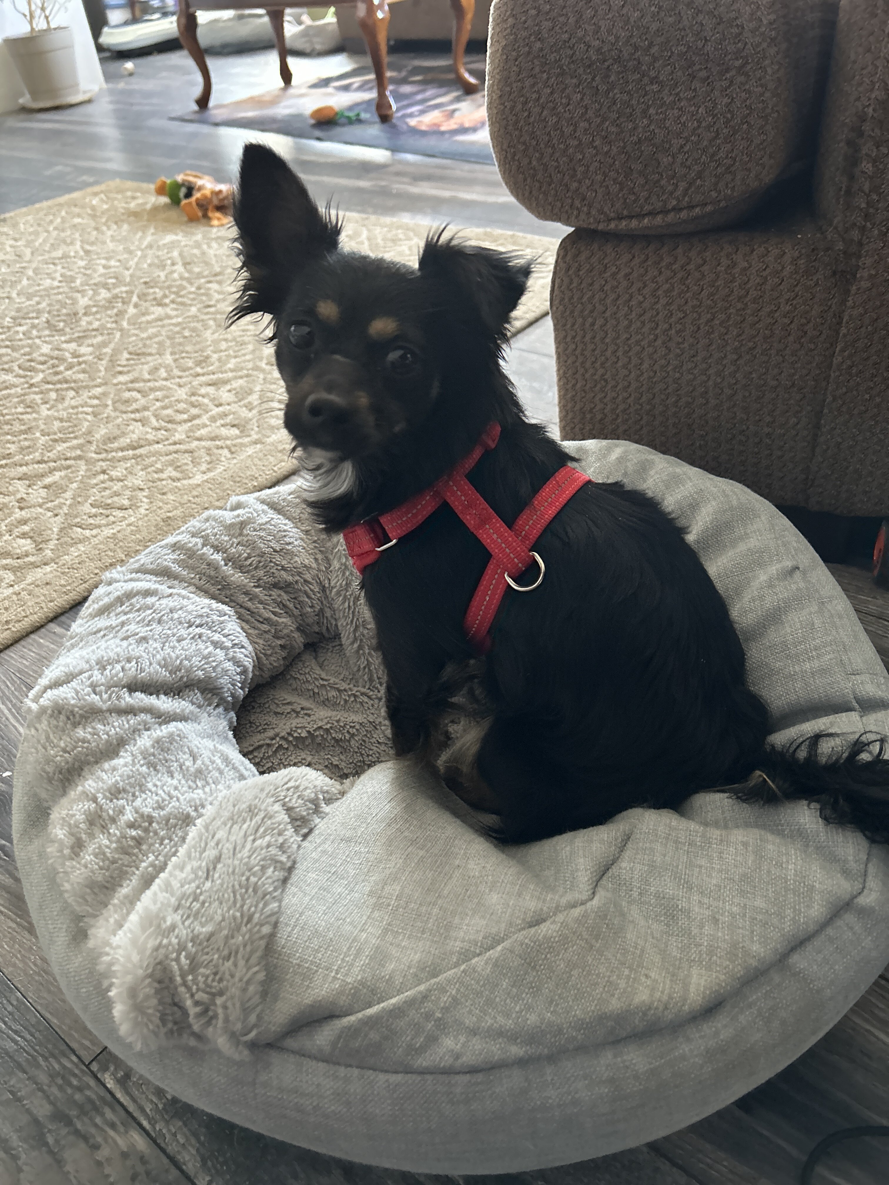 Chihuahua available image 2