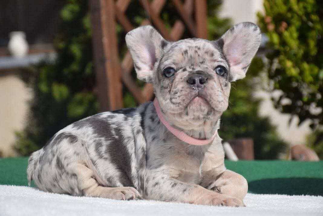 Frenchies image 1