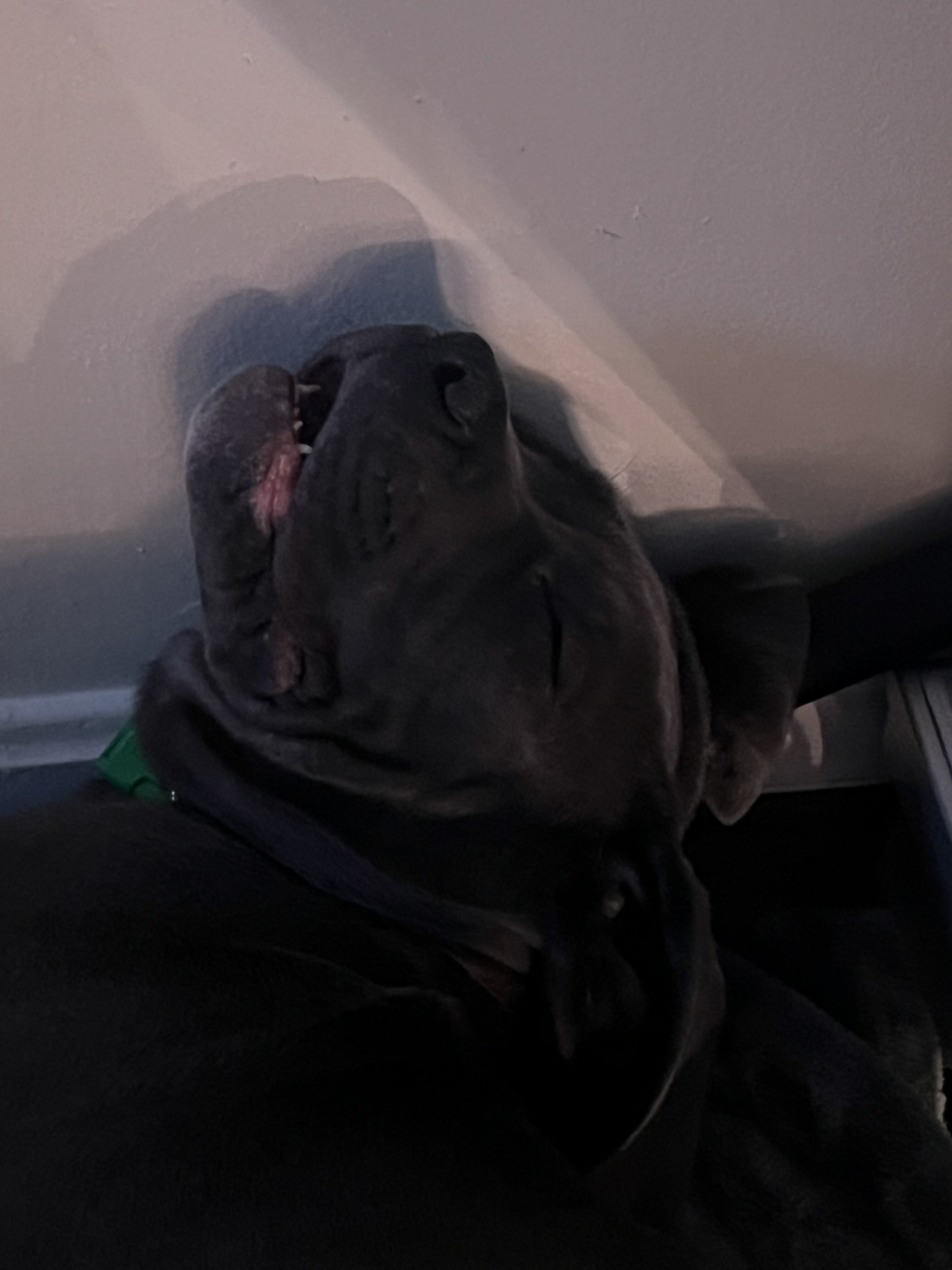 Cane corso ( 1 of a kind) image 7