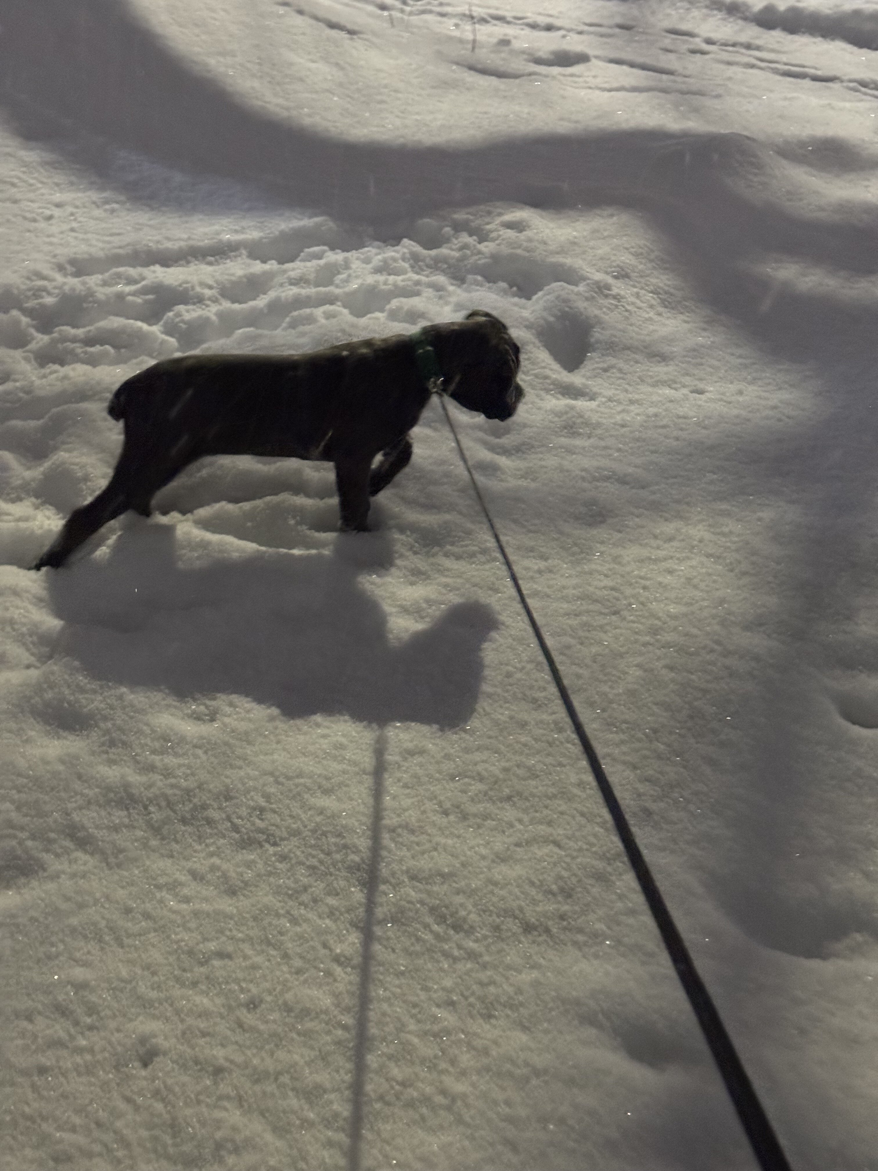 Cane corso ( 1 of a kind) image 2