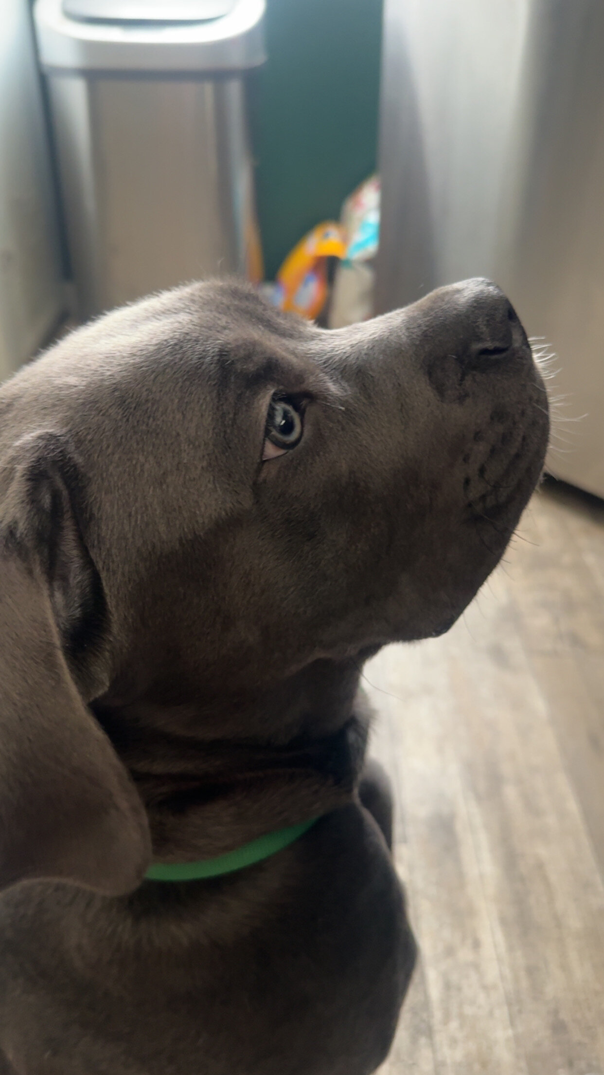 Cane corso ( 1 of a kind) image 8