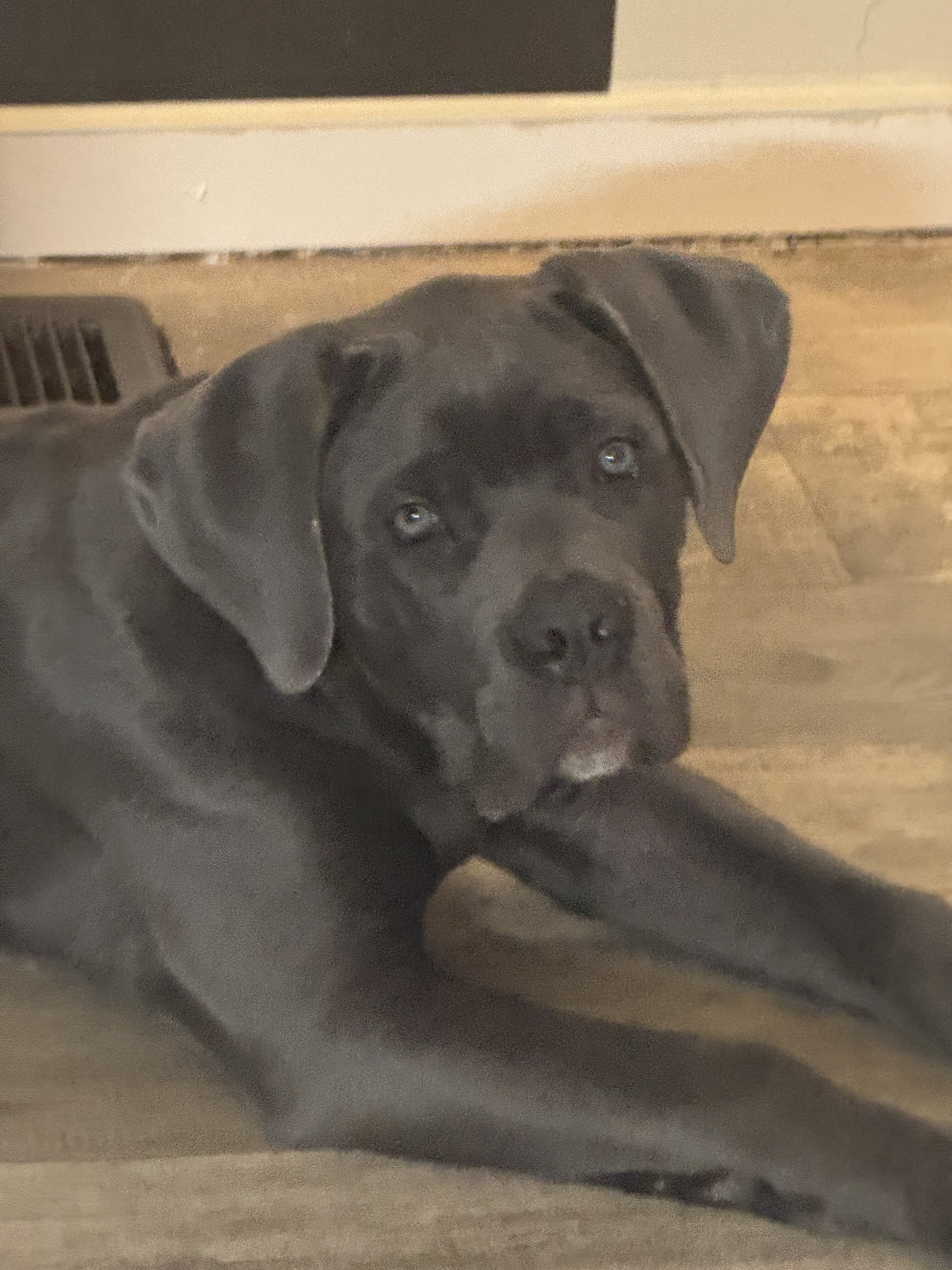 Cane corso ( 1 of a kind) image 1