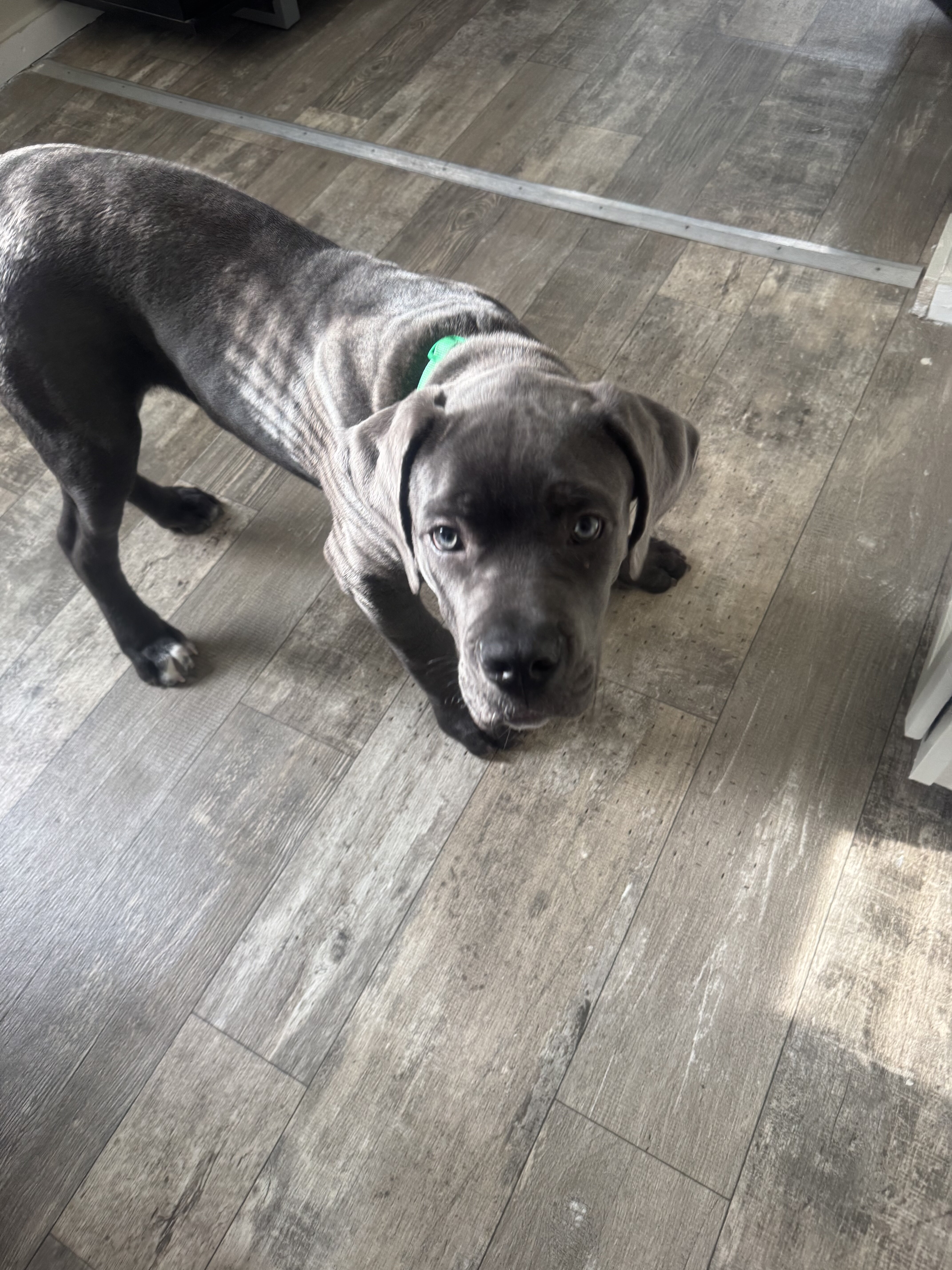 Cane corso ( 1 of a kind) image 3