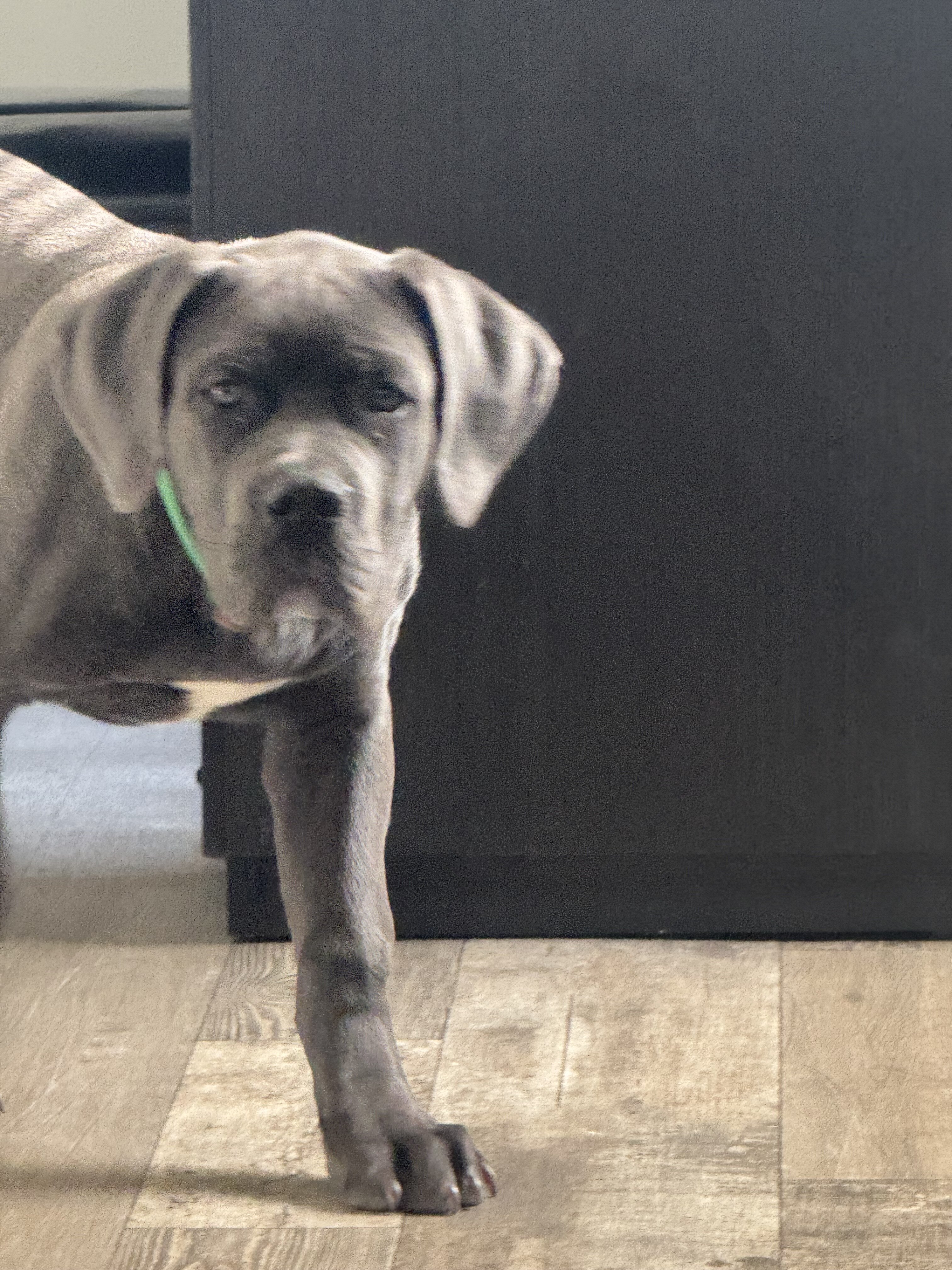 Cane corso ( 1 of a kind) image 4