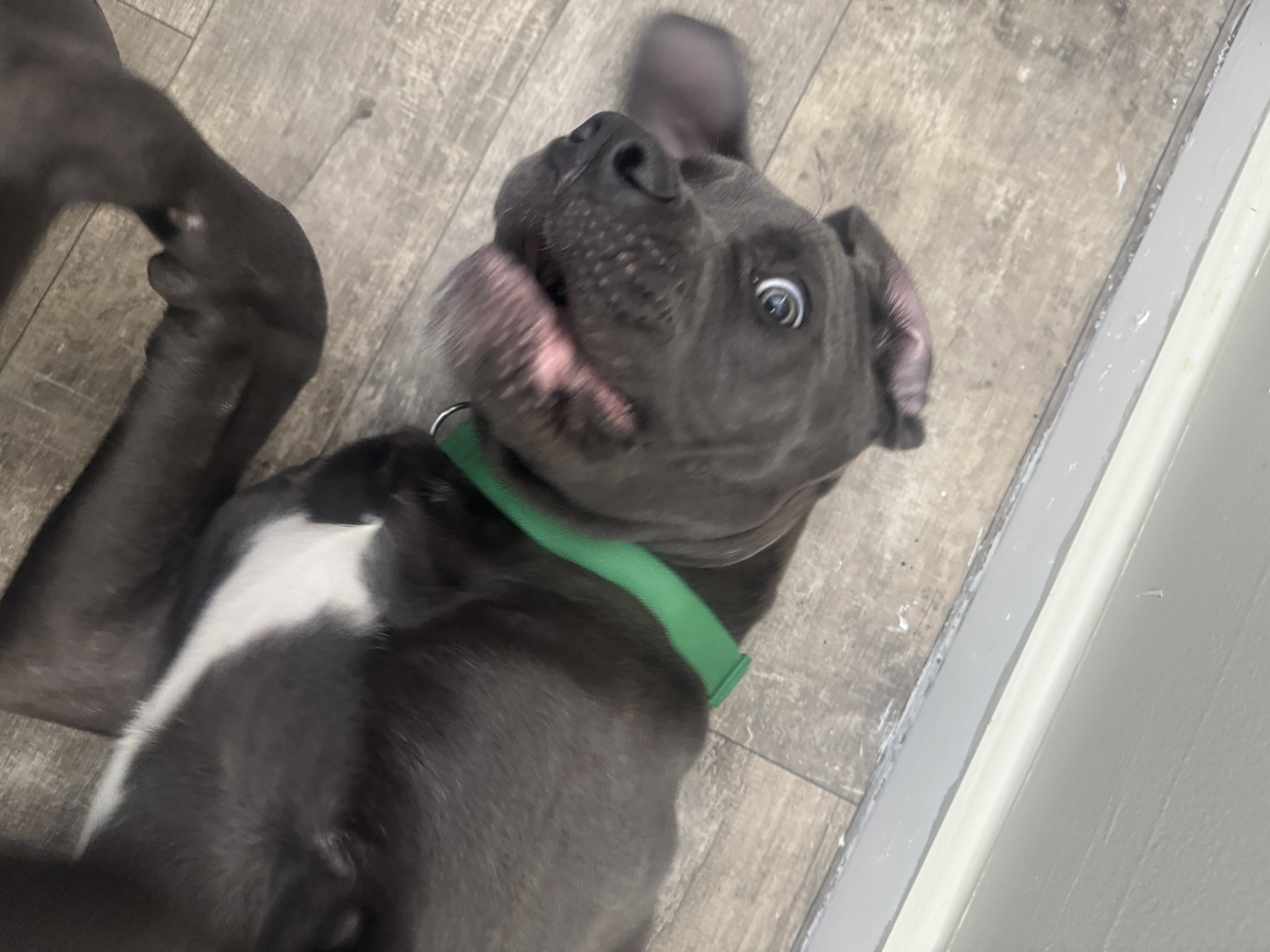 Cane corso ( 1 of a kind) image 5
