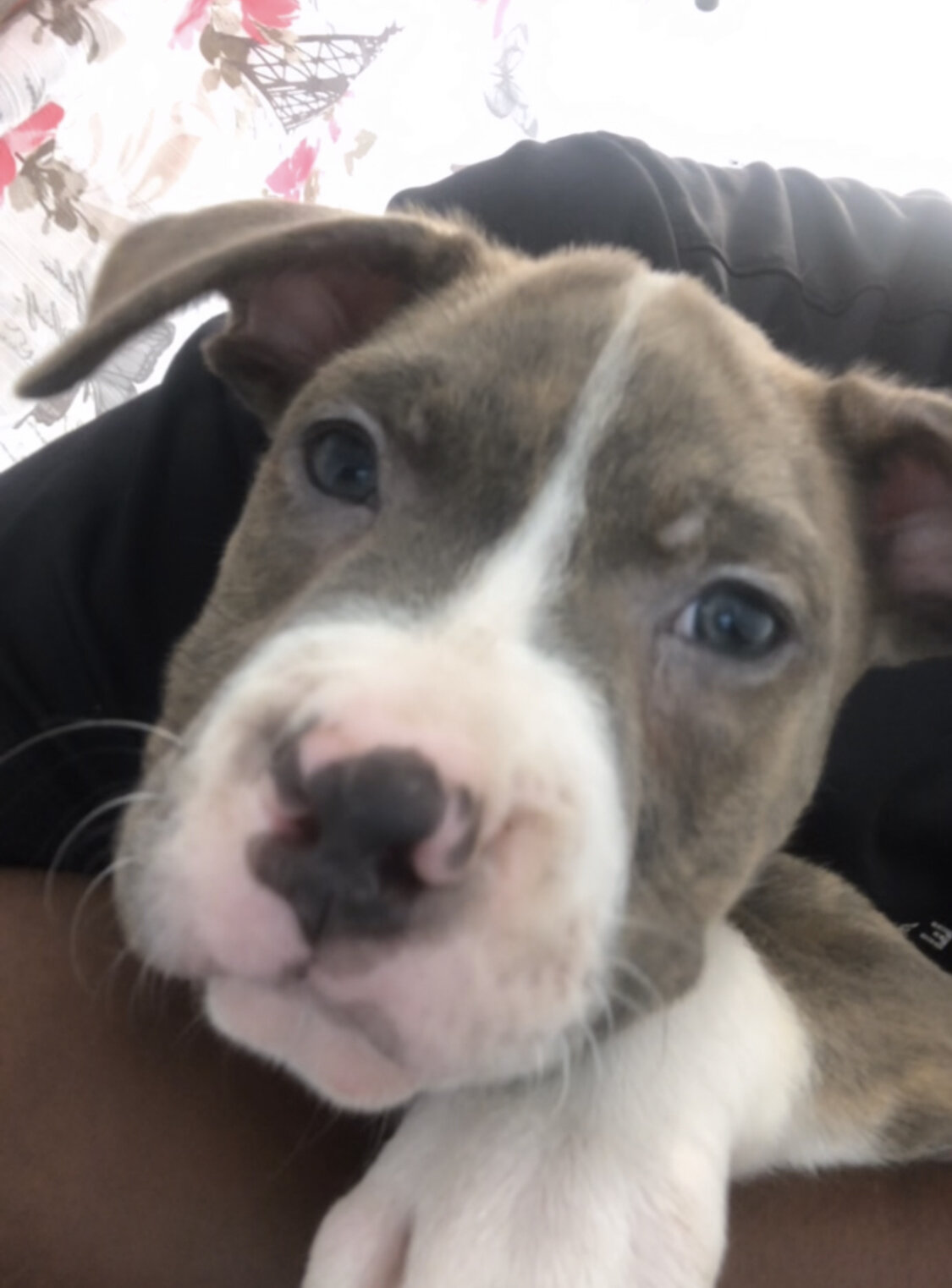 Puppy image 2