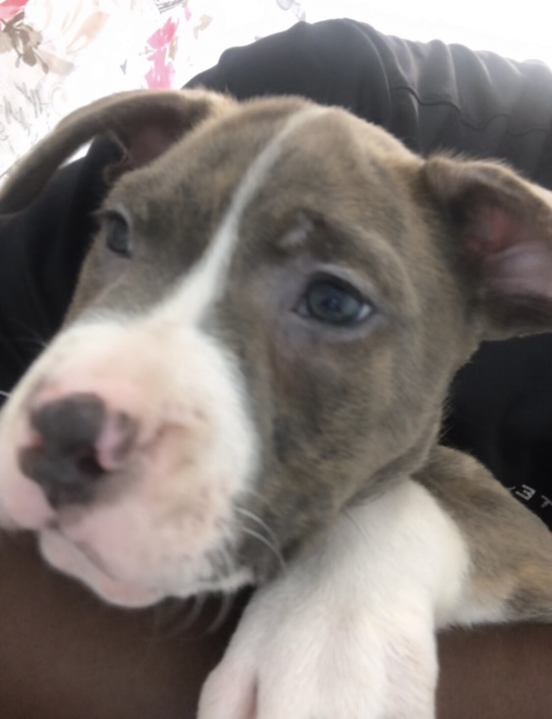 Puppy image 3