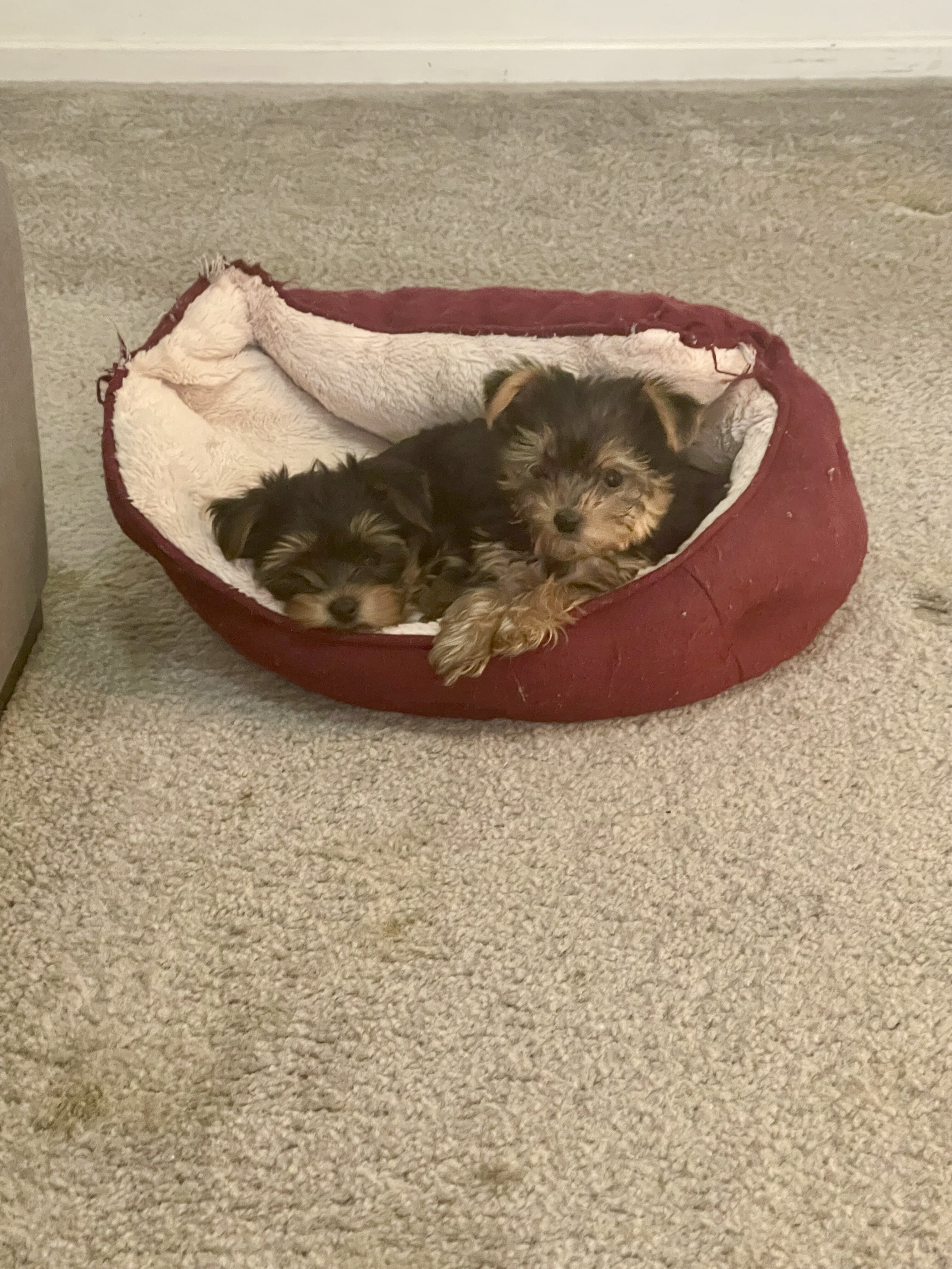 Purebred Yorkshire Terriers image 10