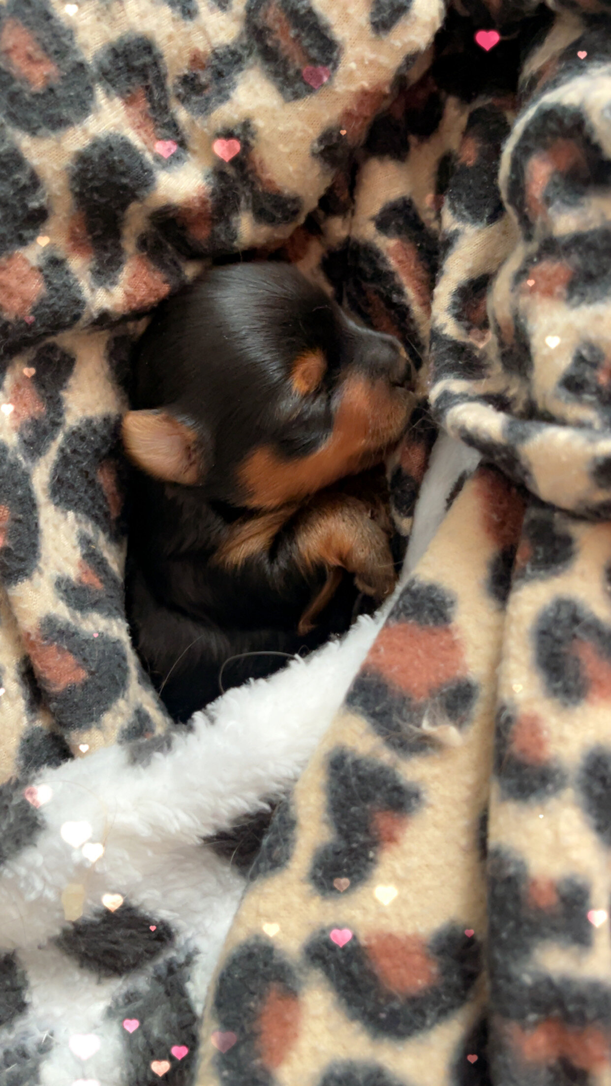 Purebred Yorkshire Terriers image 2
