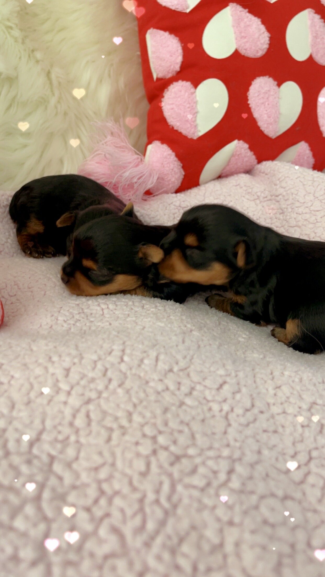 Purebred Yorkshire Terriers image 3