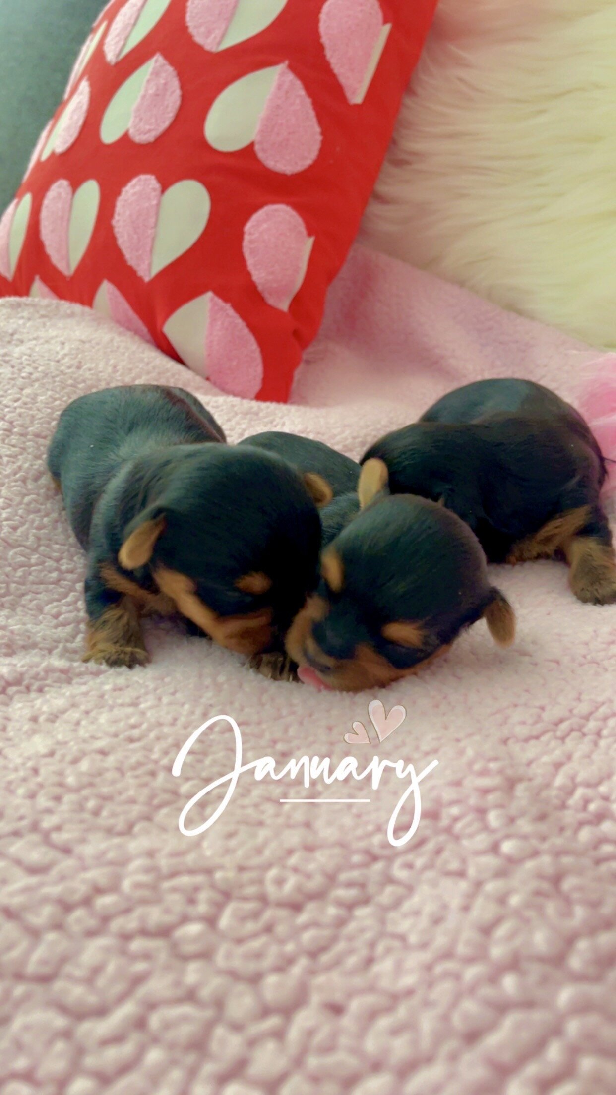 Purebred Yorkshire Terriers image 4