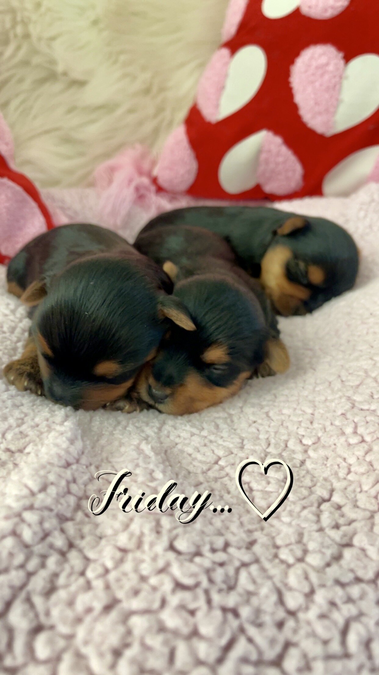 Purebred Yorkshire Terriers image 6