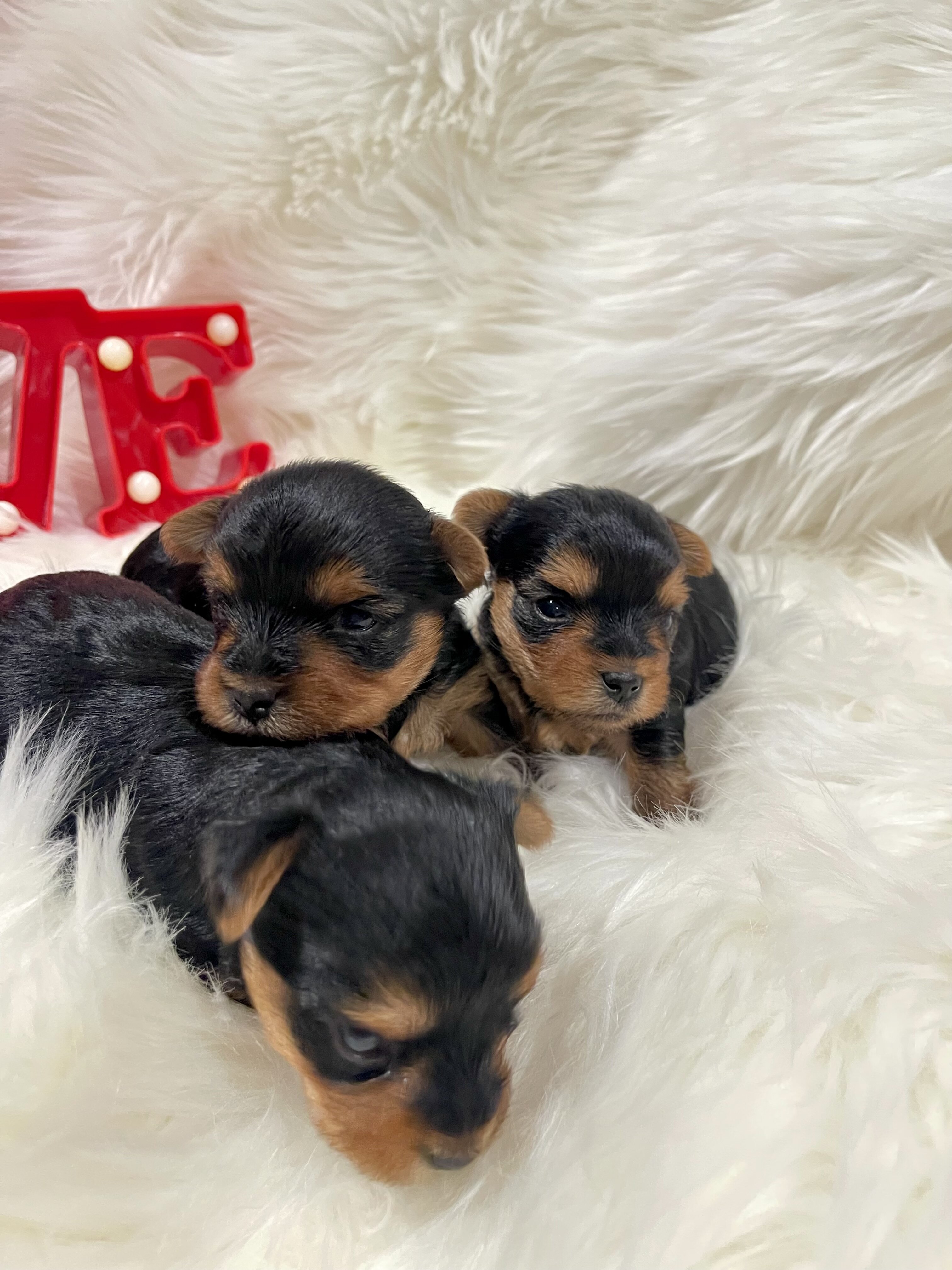 Purebred Yorkshire Terriers image 7