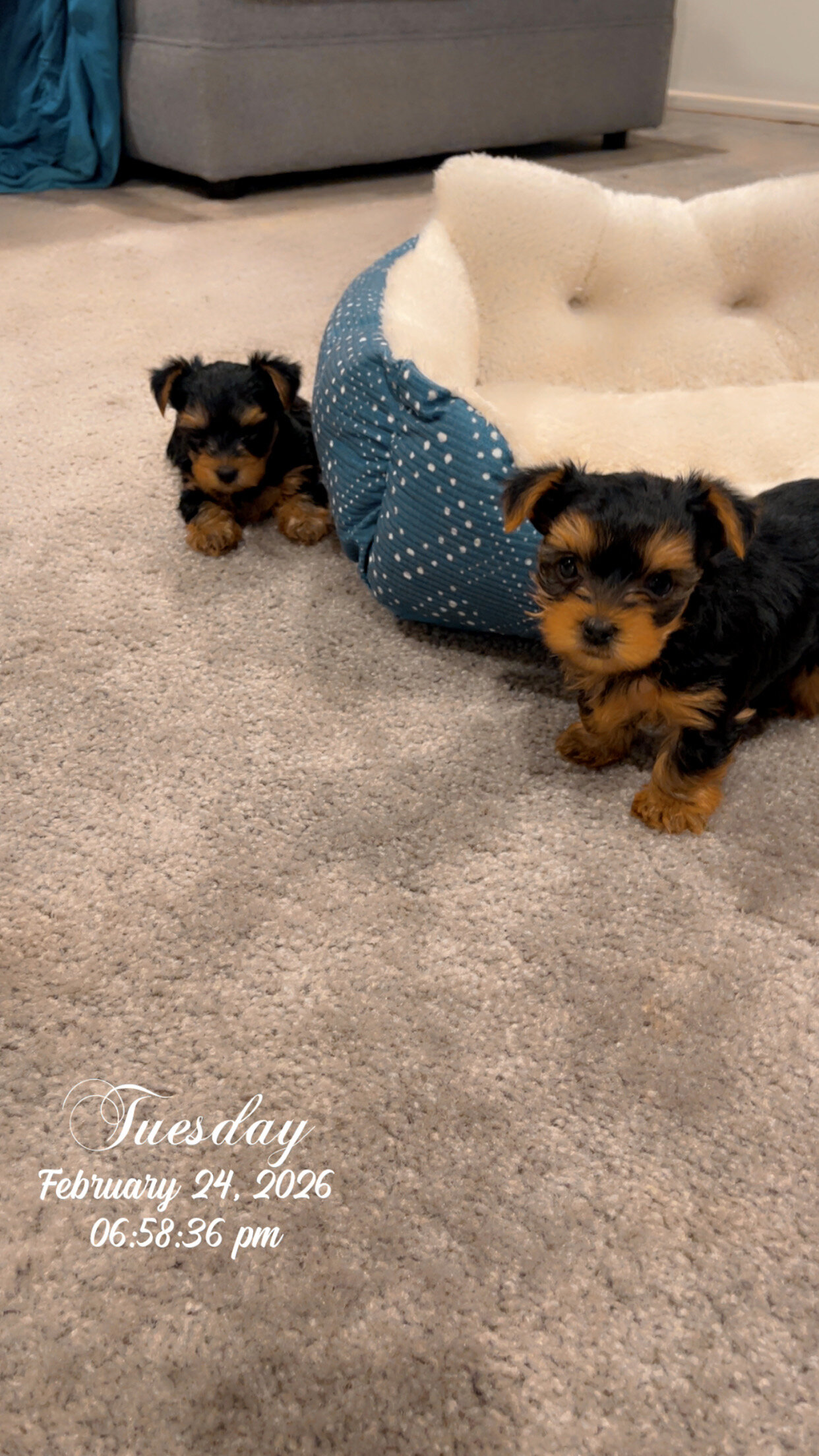 Purebred Yorkshire Terriers image 5