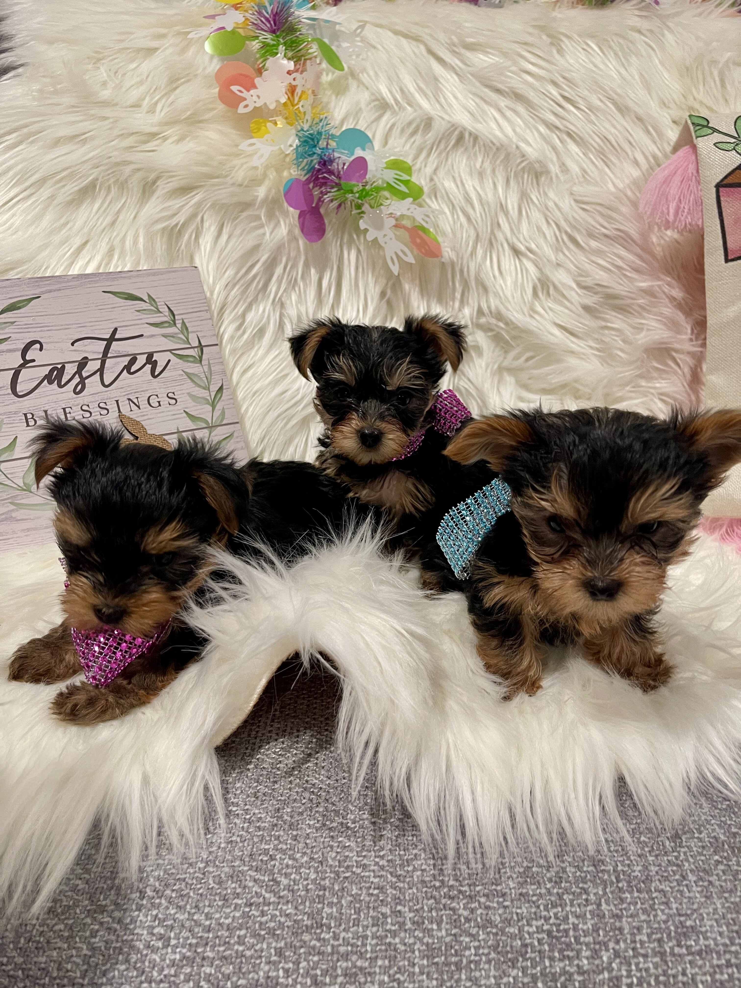 Purebred Yorkshire Terriers image 1