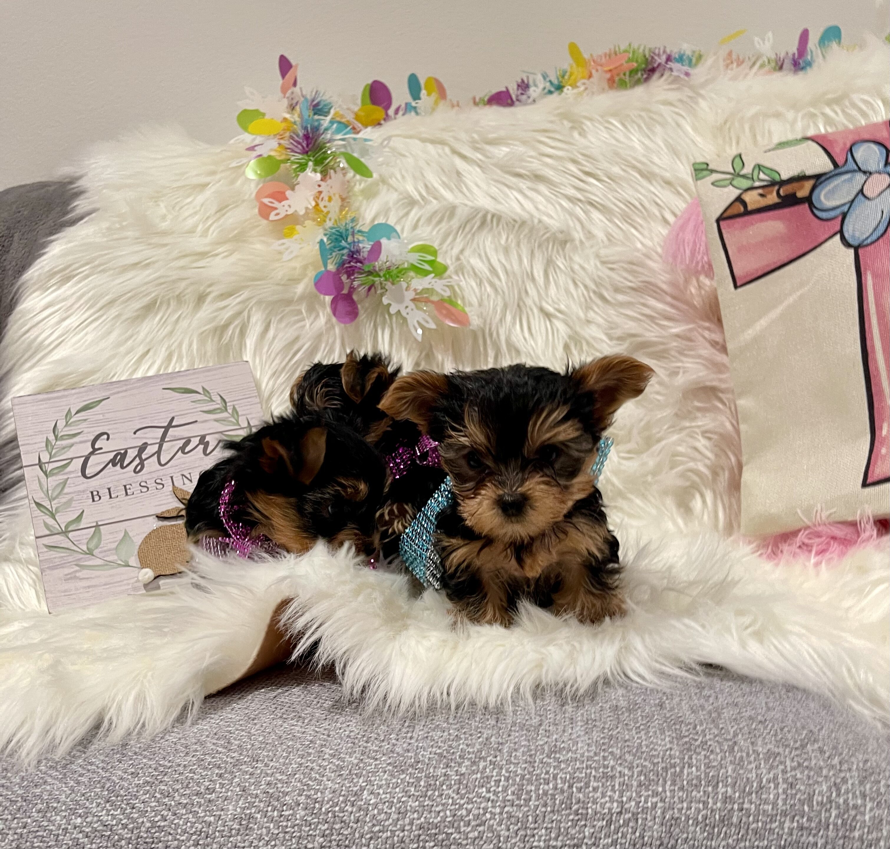 Purebred Yorkshire Terriers image 9