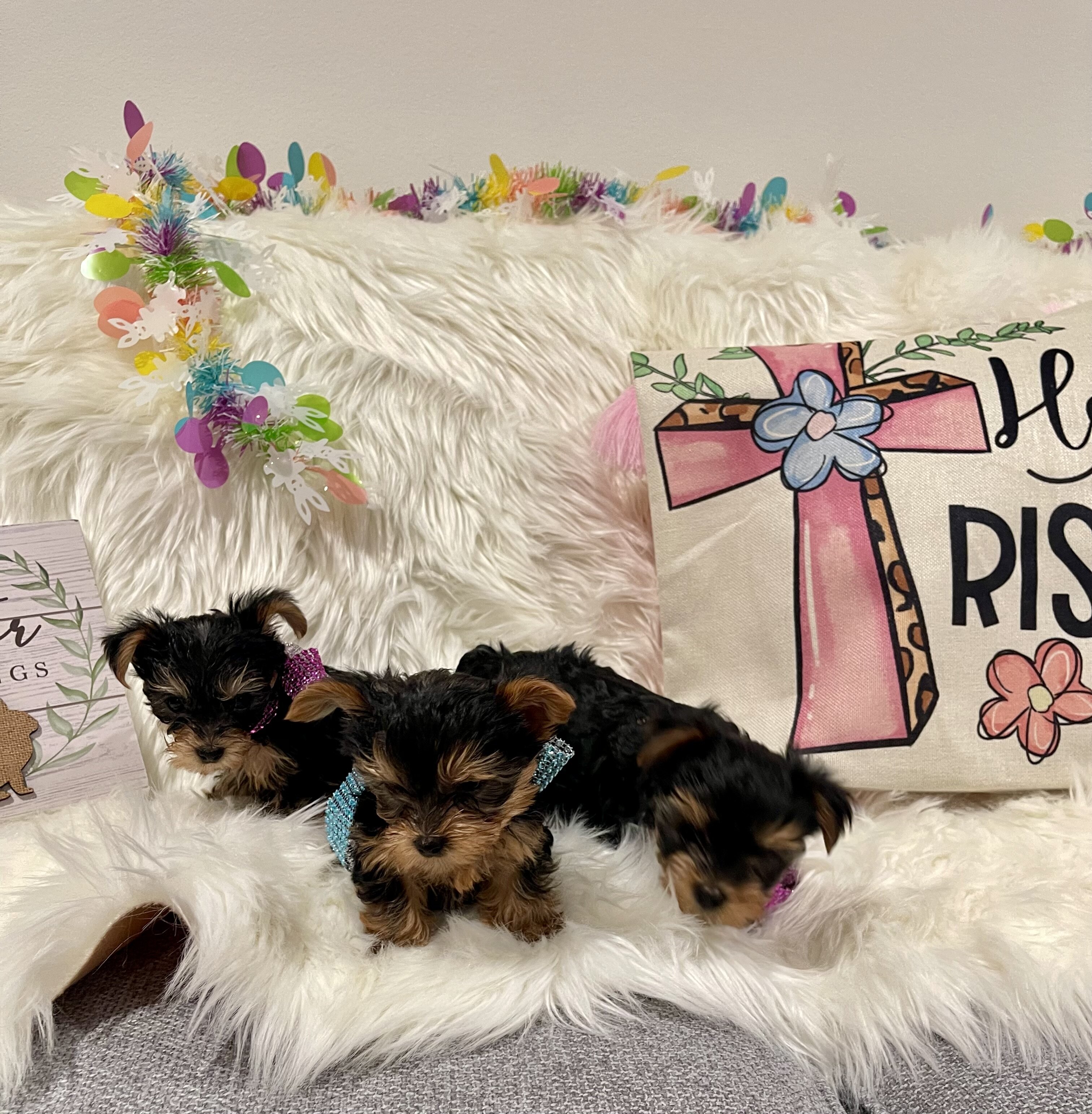 Purebred Yorkshire Terriers image 8