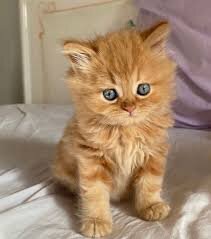 Cute Male Munchkin Kittens Ready Now. image 2