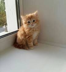 Cute Male Munchkin Kittens Ready Now. image 1