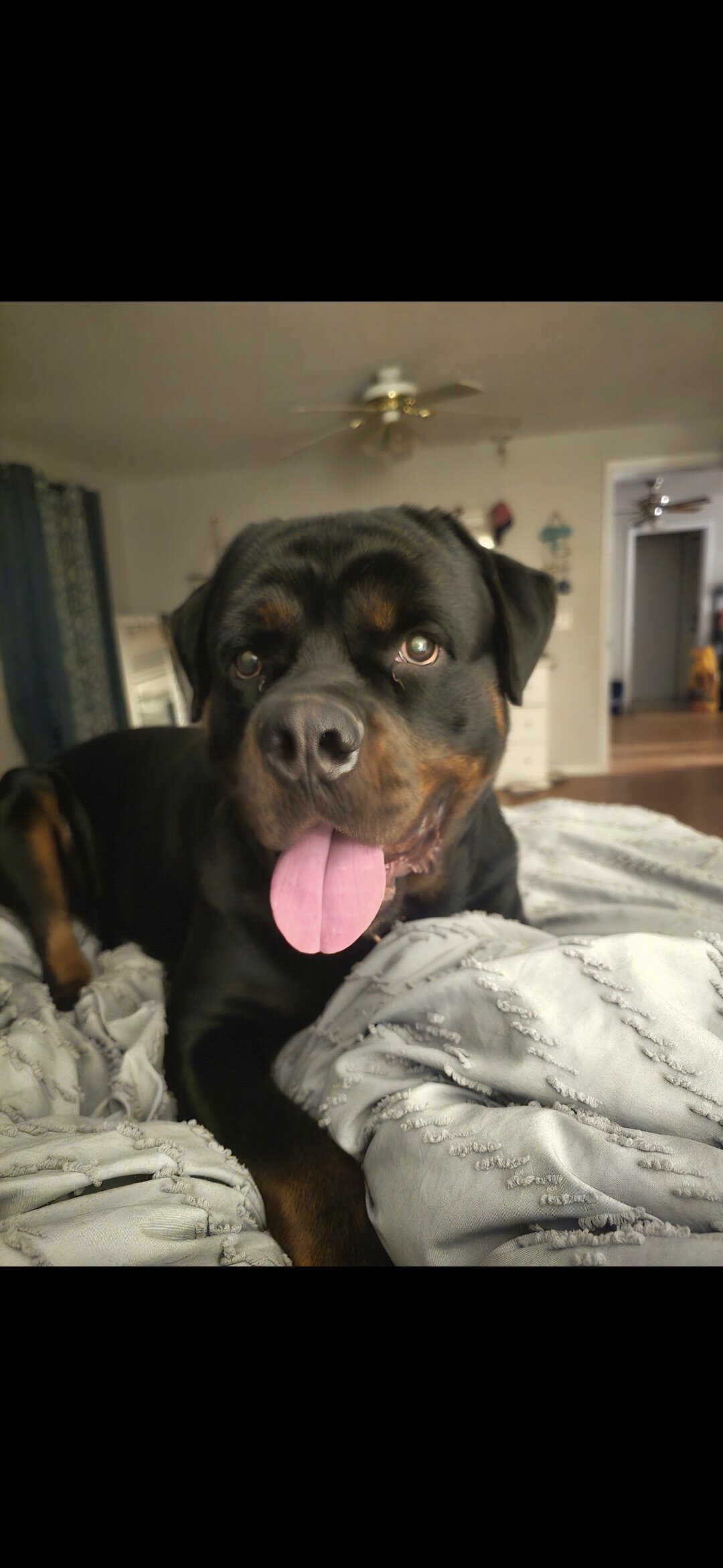 Akc Rottweiler Stud image 2