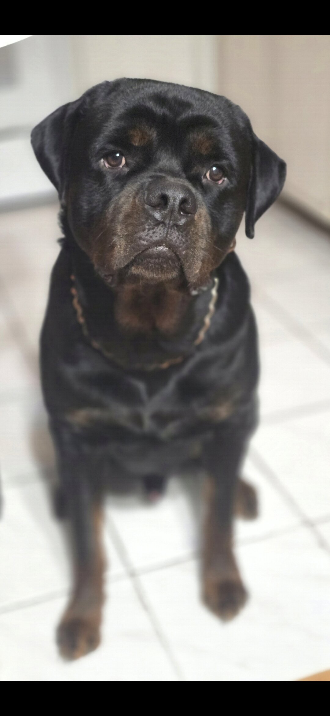 Akc Rottweiler Stud image 1