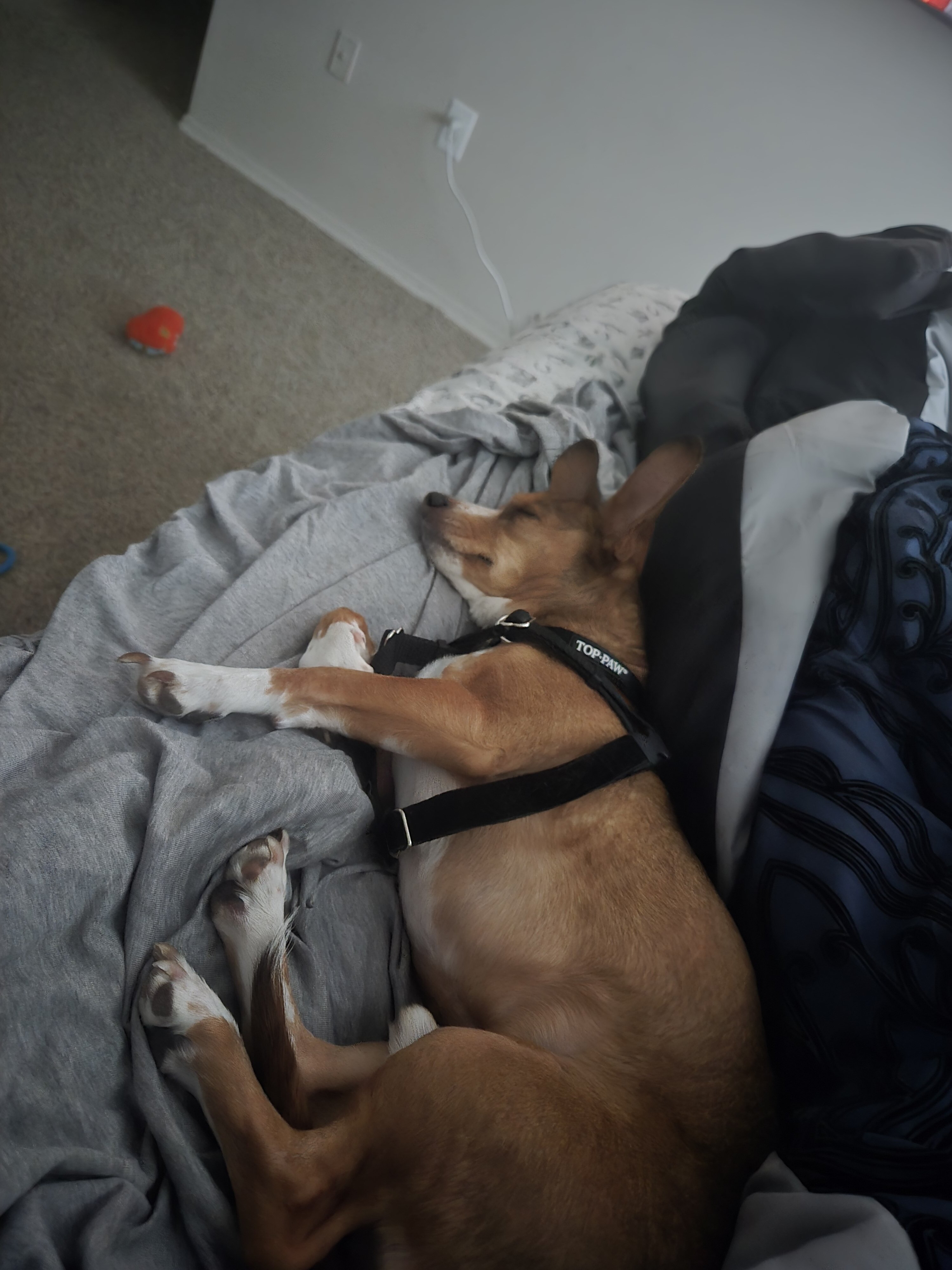 My Dog Titan image 2