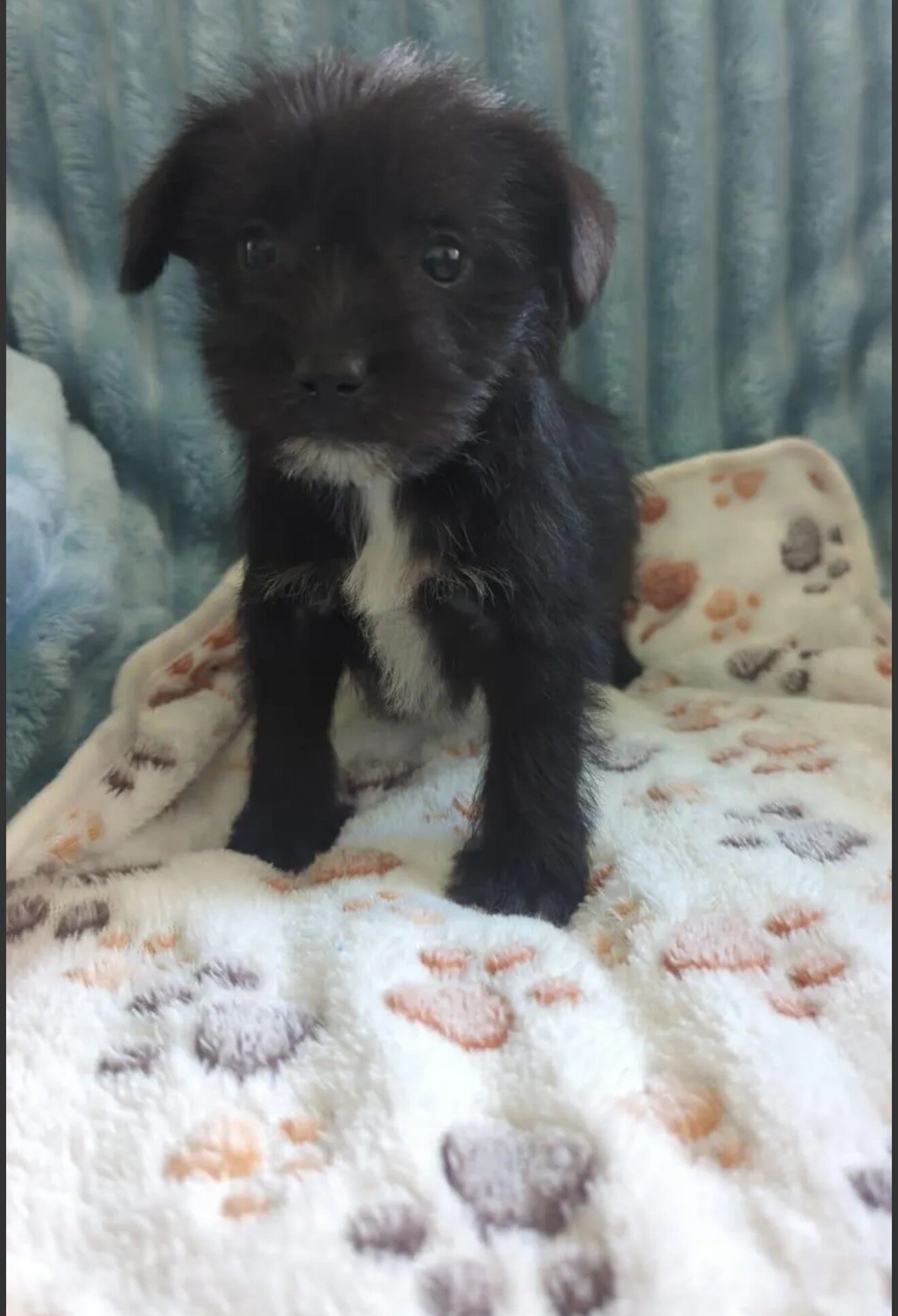Puppy image 1