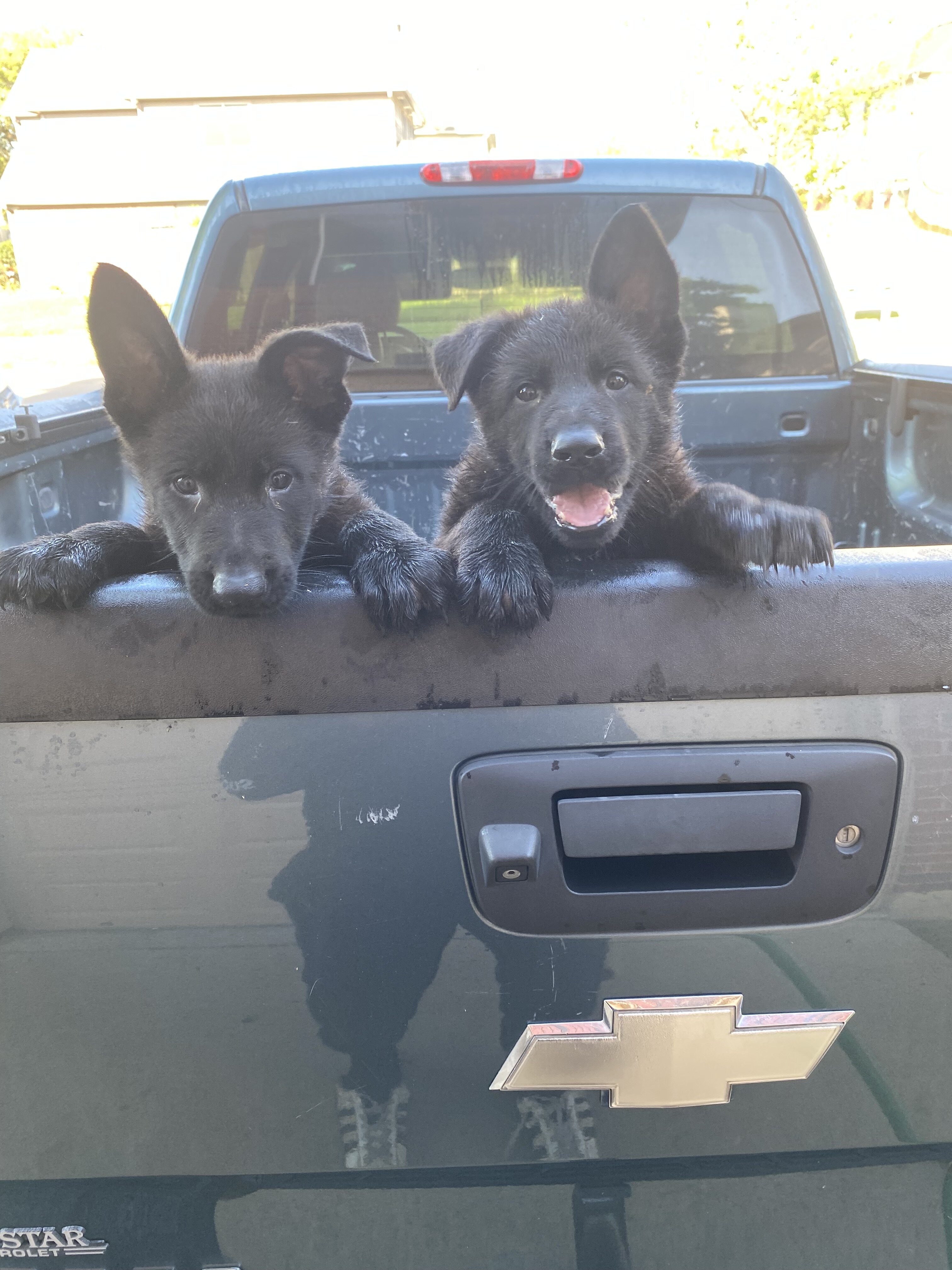 German Shepherd Puppies image 1