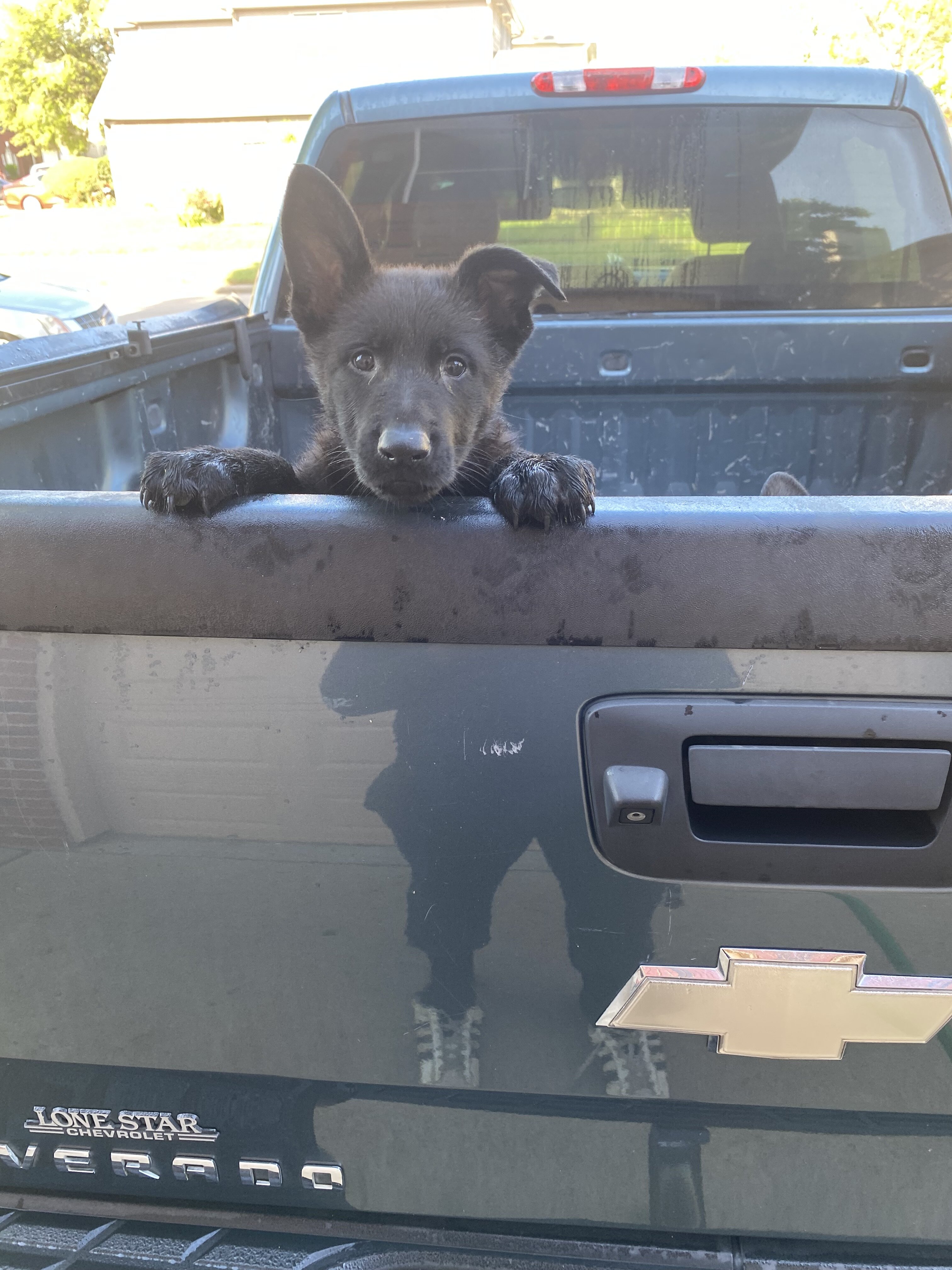 German Shepherd Puppies image 2
