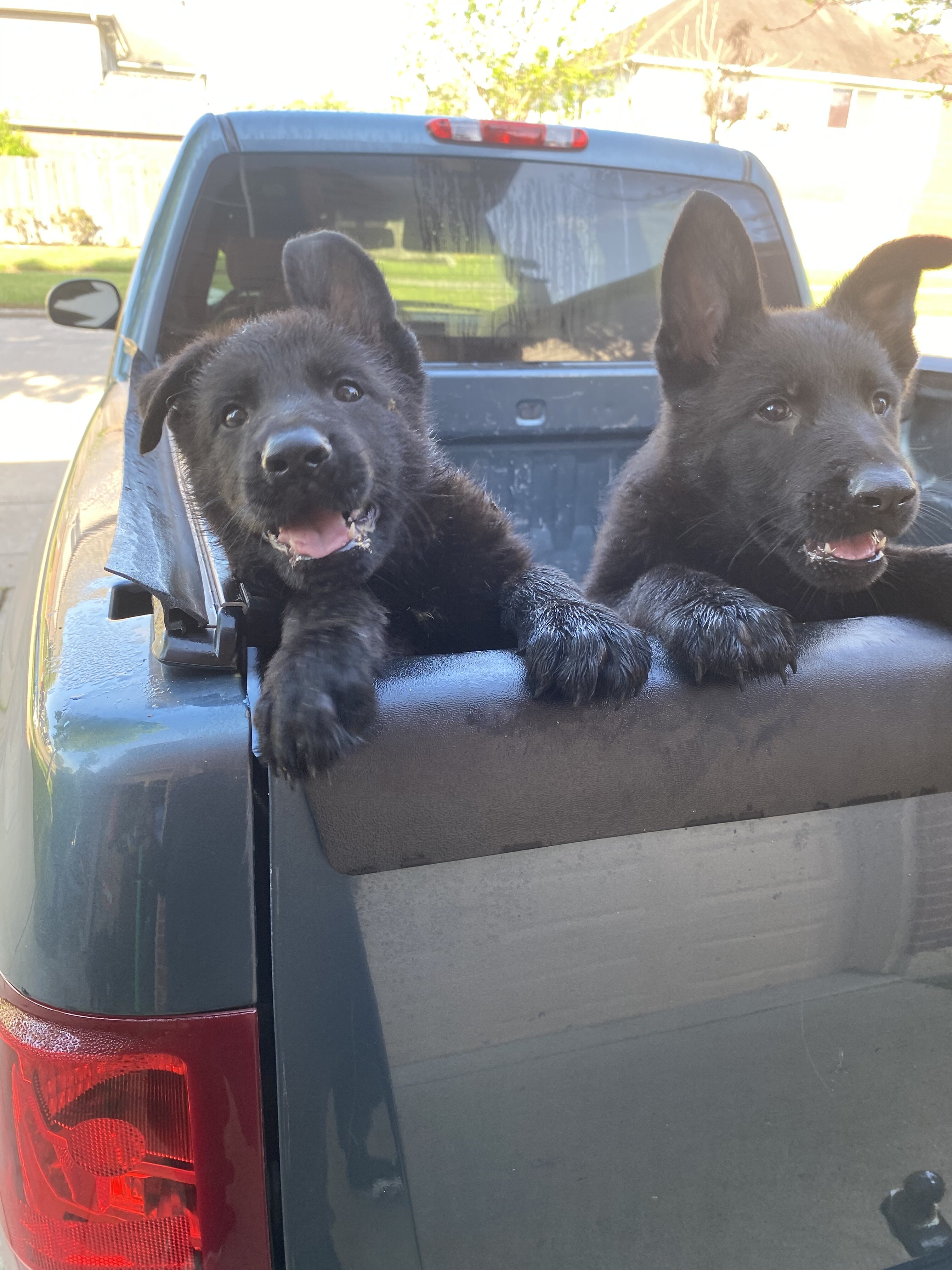 German Shepherd Puppies image 4