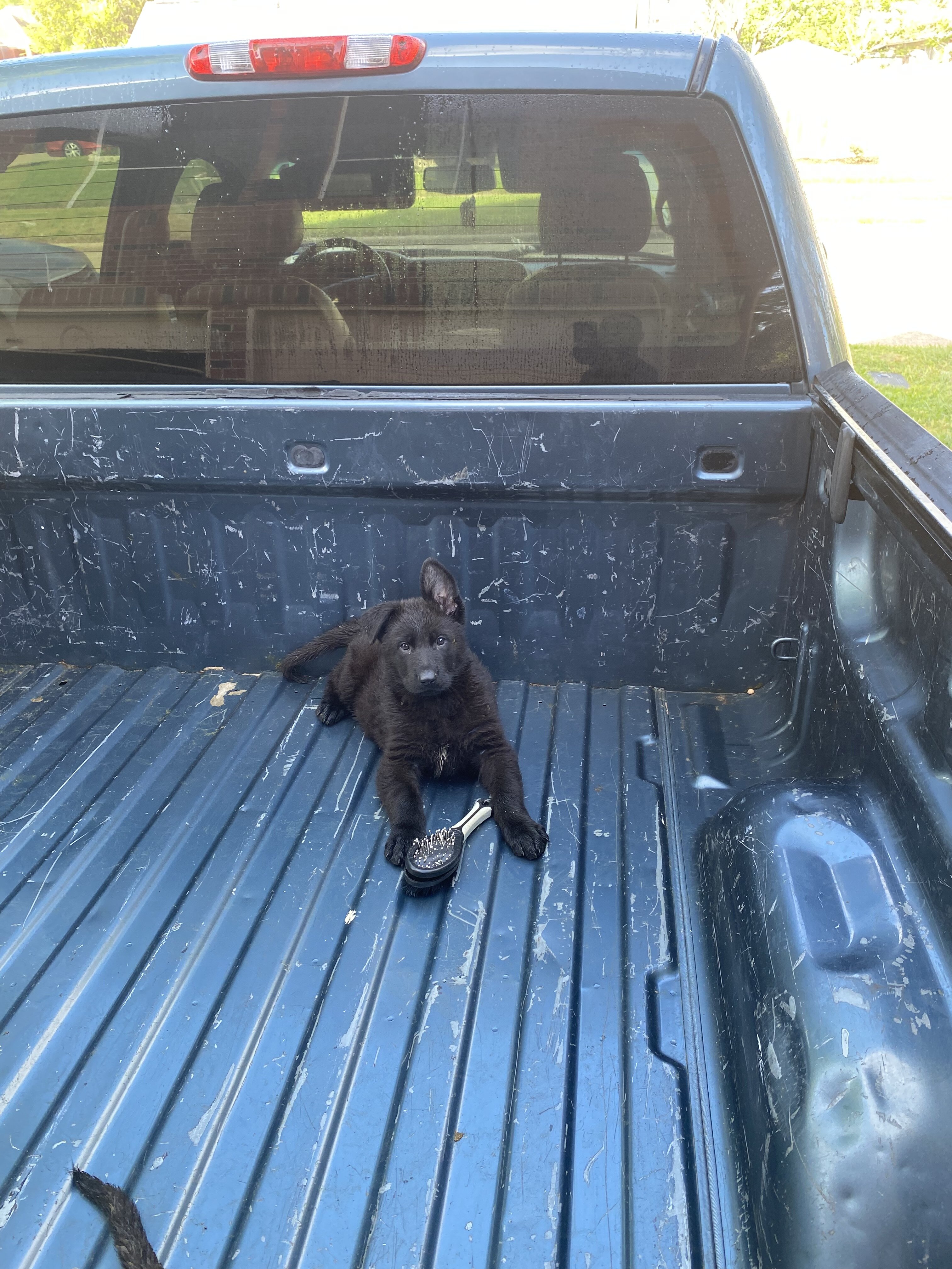 German Shepherd Puppies image 5