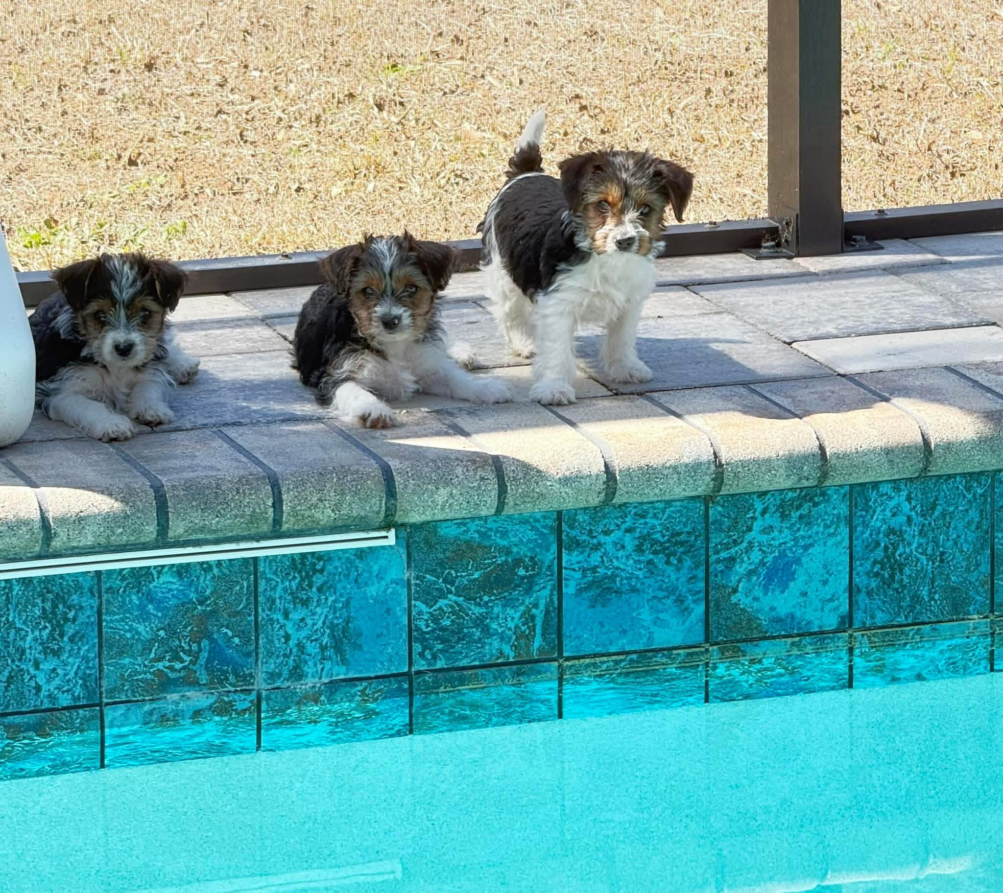 Yorkie image 1