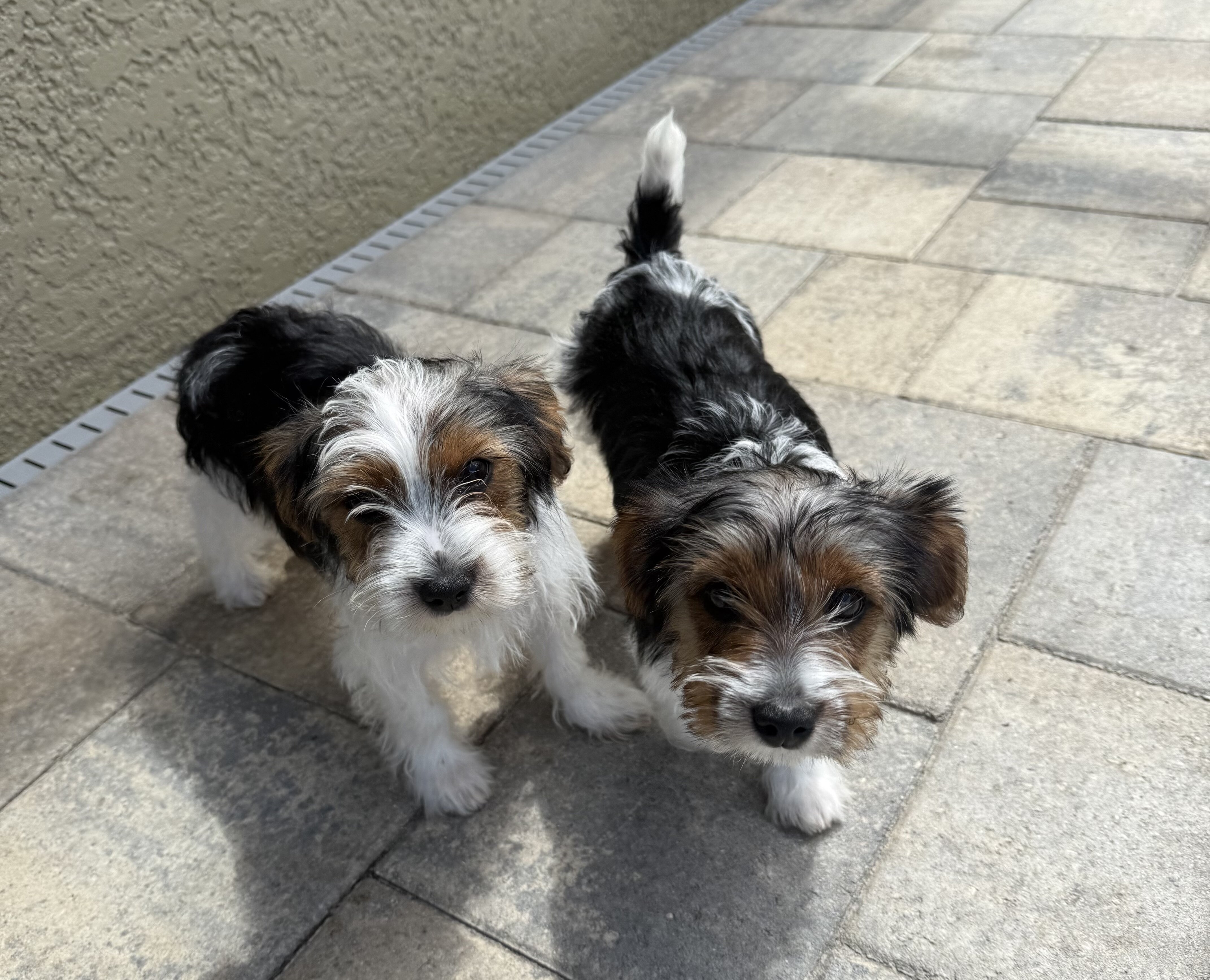 Yorkie image 3
