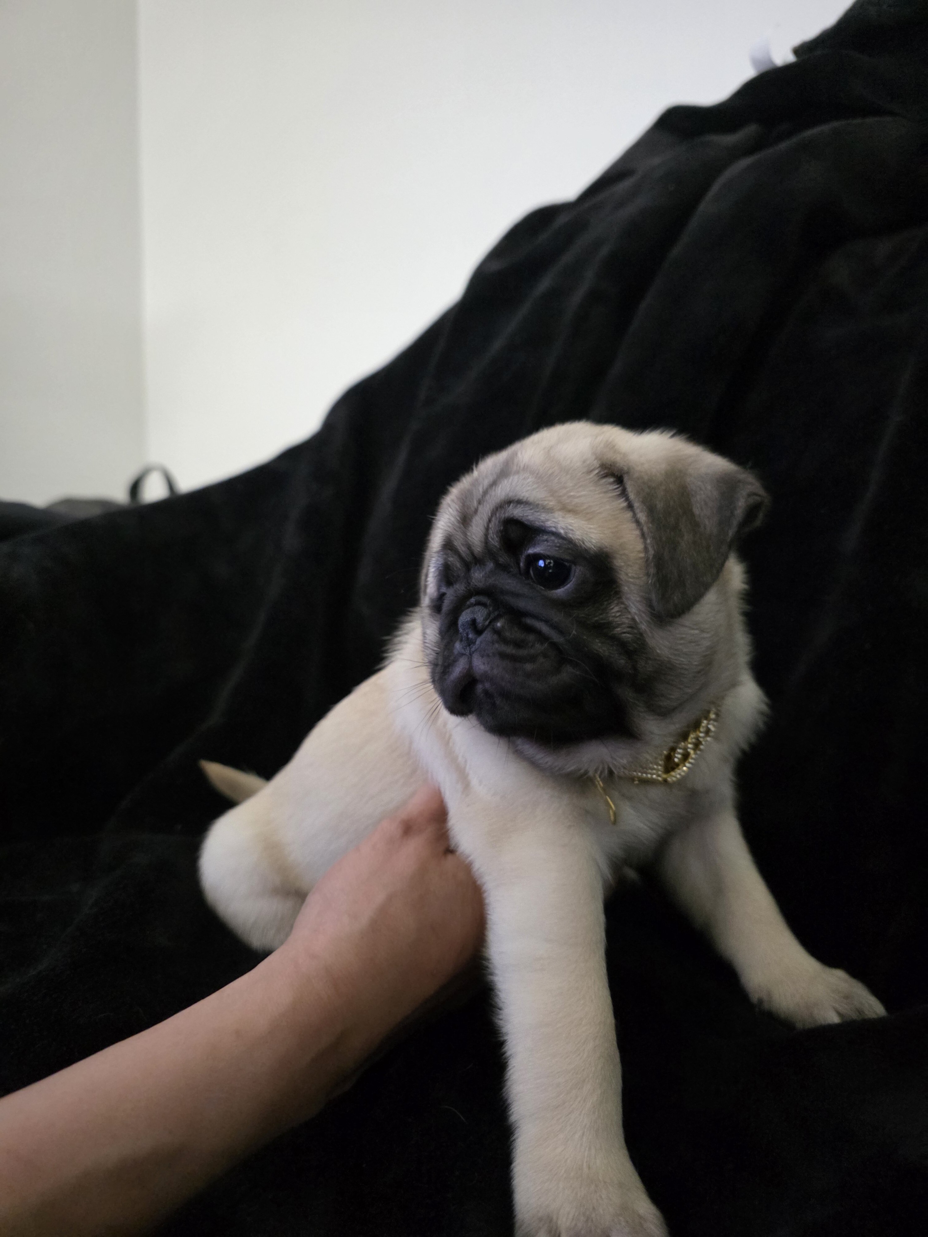 Pug puppies image 2