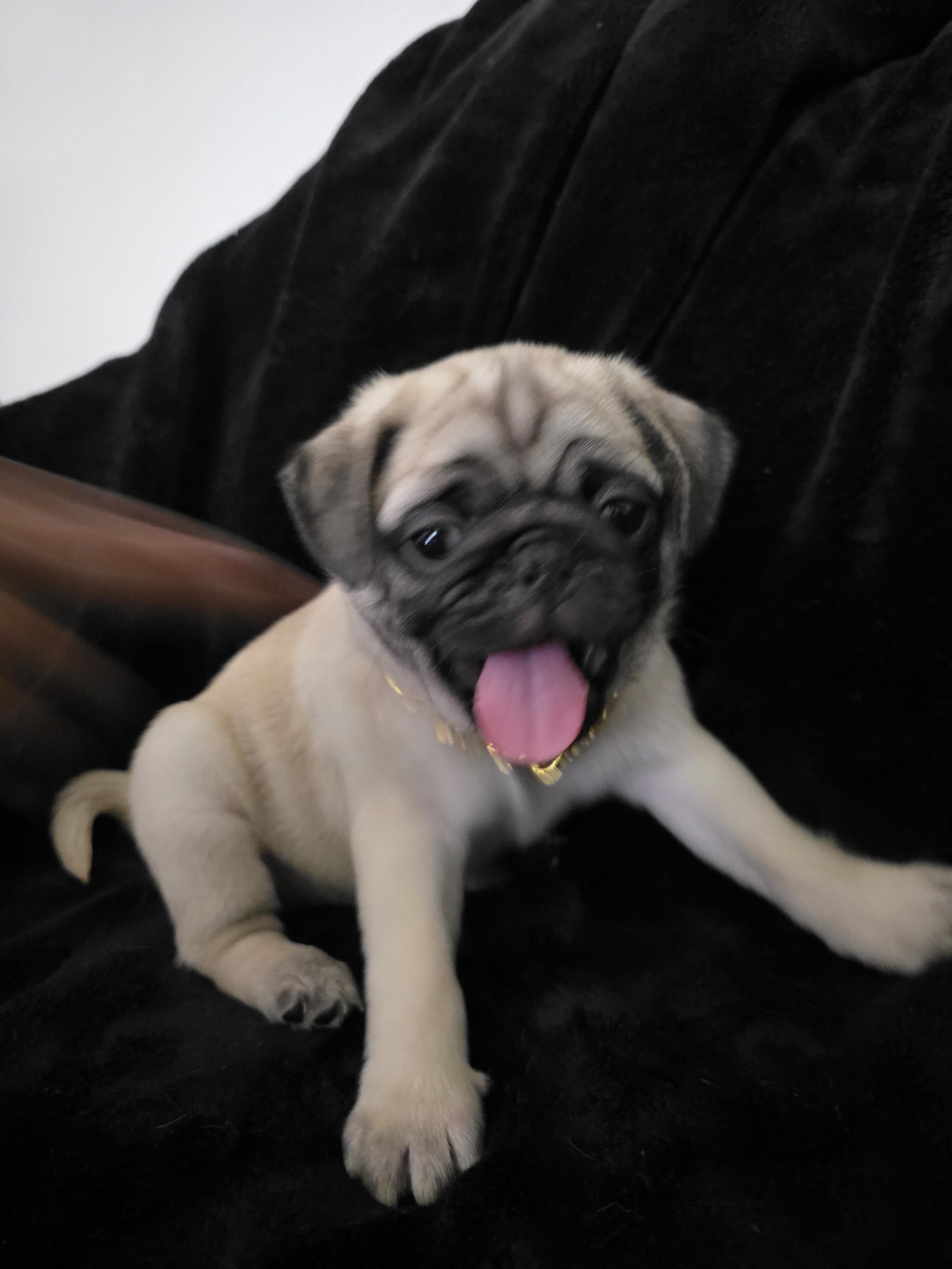 Pug puppies image 1