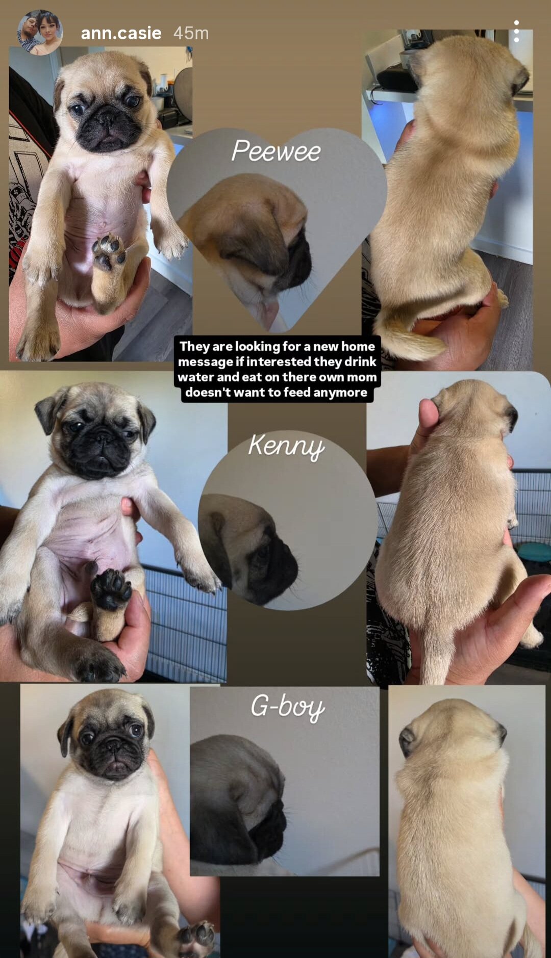 Pug puppies image 3