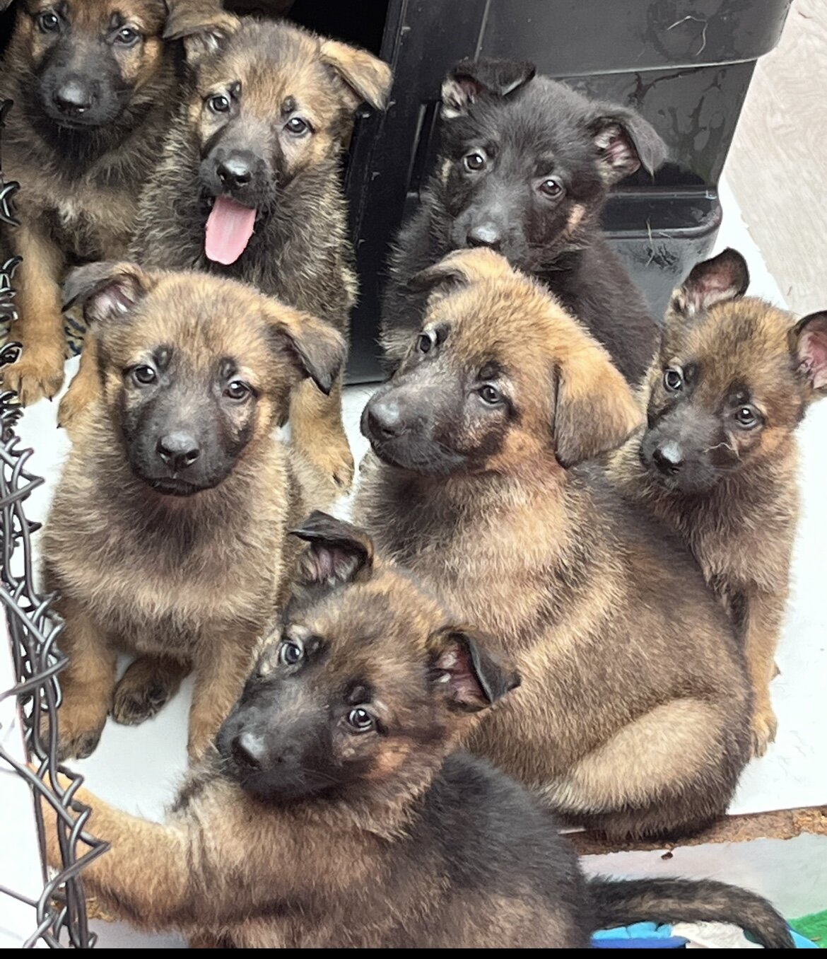 AKC German Shepherd Puppies image 1