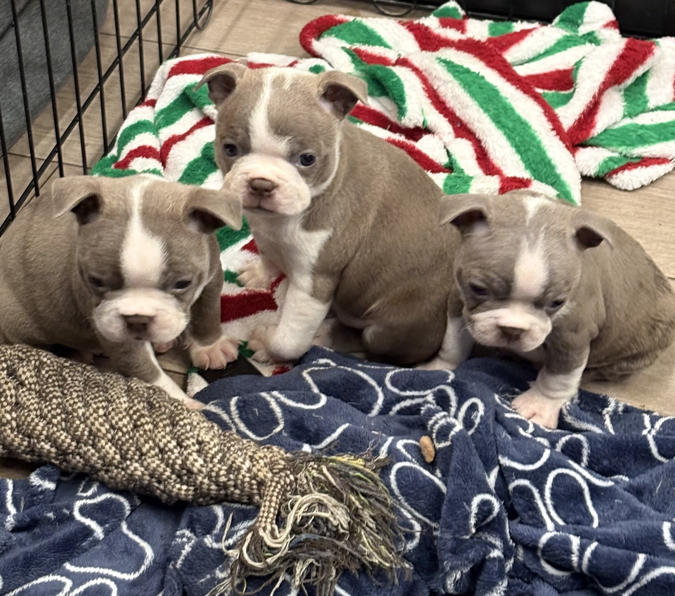 Boston Terrier Puppies image 1