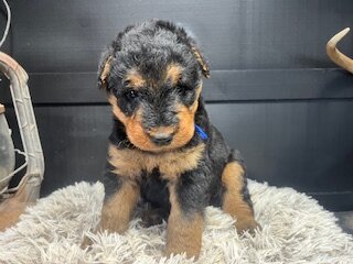 AKC Airedale Terrier puppies image 1