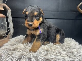 AKC Airedale Terrier puppies image 2