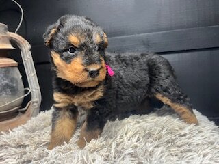 AKC Airedale Terrier puppies image 3