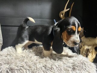 AKC Basset Hound puppies image 1