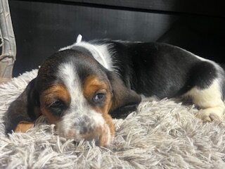 AKC Basset Hound puppies image 2